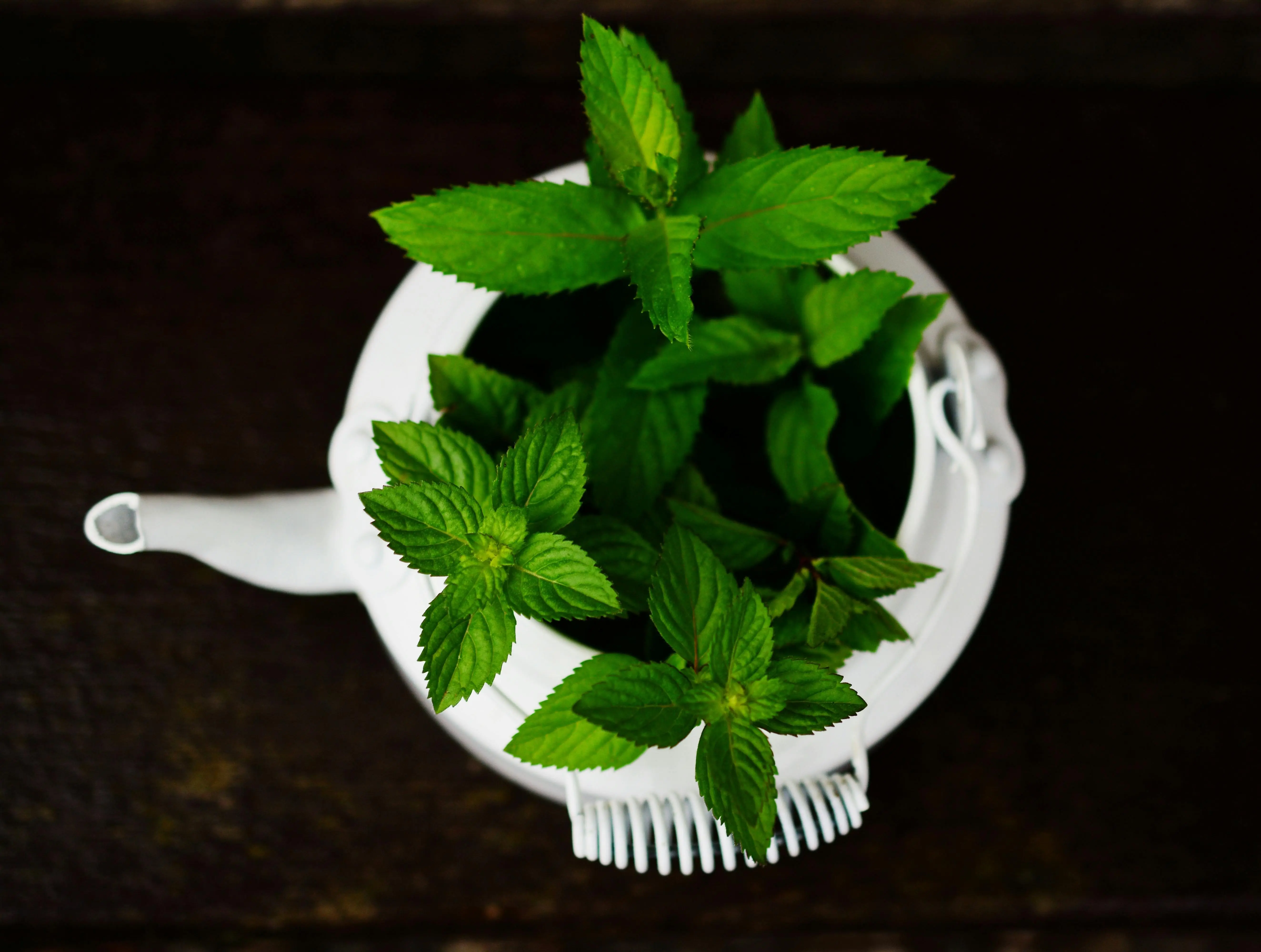 Lebih dari Sekadar Aroma, Inilah Peran Penting Daun Mint bagi Kesehatan Tubuh