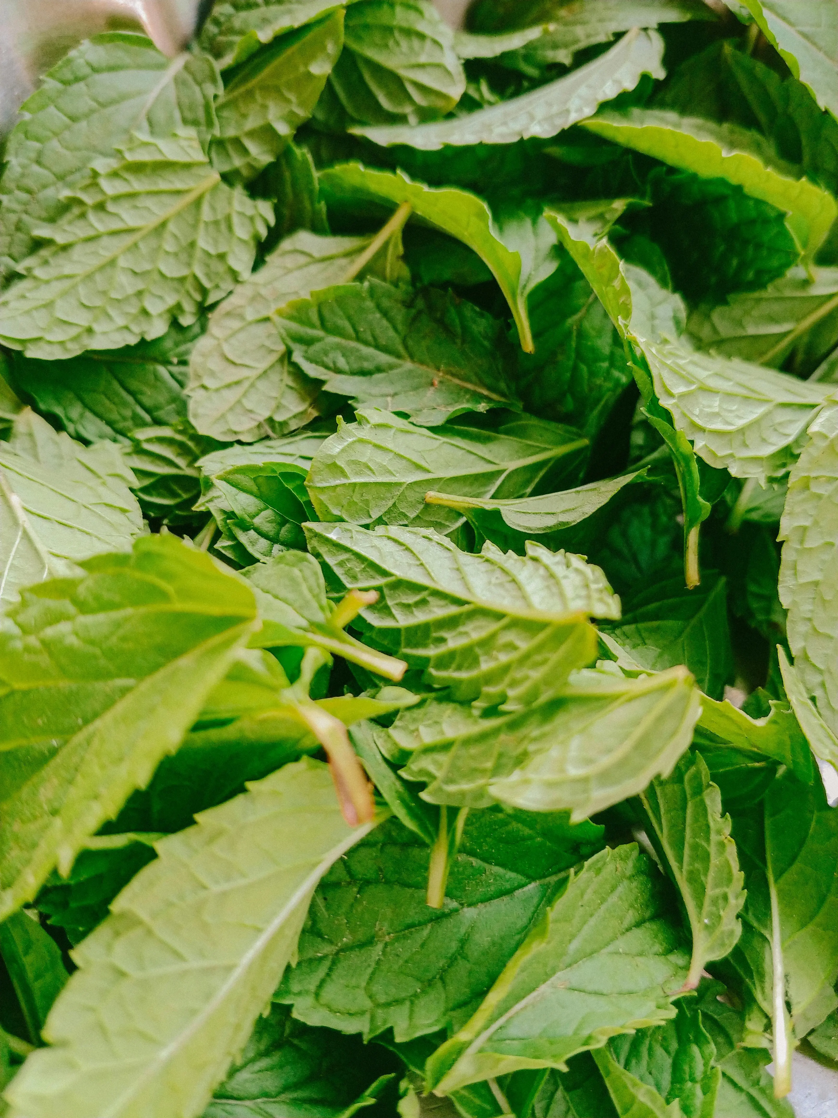 Keajaiban Daun Mint: Dari Aroma Segar Hingga Menjadi Tulang Punggung Industri Herbal