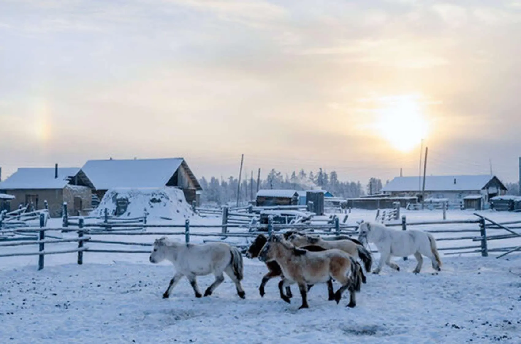 Hidup di Kutub Dingin: Bagaimana Warga Oymyakon Bertahan di Suhu Ekstrem?