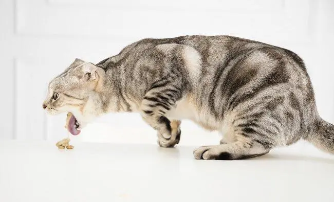 Ciri-Ciri Kucing Cacingan dan Cara Mengobatinya dengan Ampuh hingga Tuntas