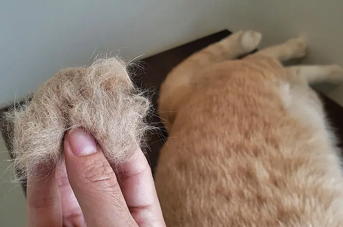 Tips Mengatasi Hairball pada Kucing: Cara Alami Agar Bulu Tidak Tertelan