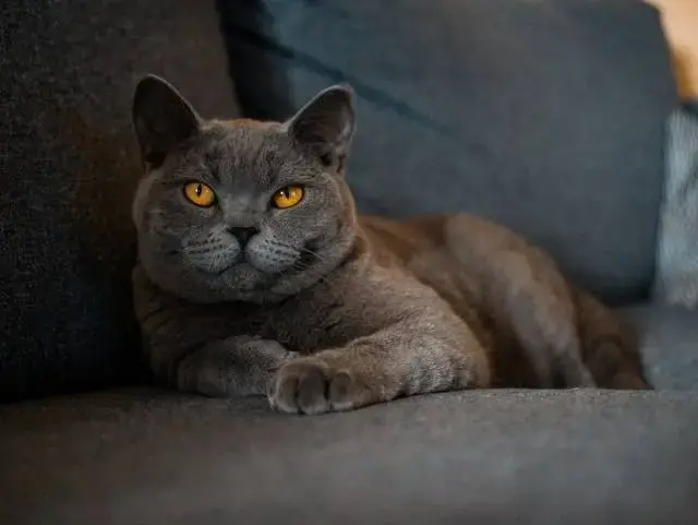 Mengenal Karakter Kucing British Shorthair, Si Boneka Hidup yang Menggemaskan