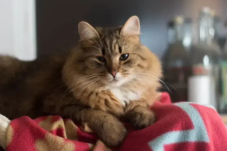 Kenapa Kucing Suka Purring? Ternyata Ini Makna di Balik Suara Dengkurannya