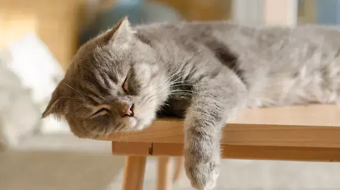 Kenali 7 Ciri-Ciri Kucing Sakit yang Sering Diabaikan, Jangan Sampai Terlambat!