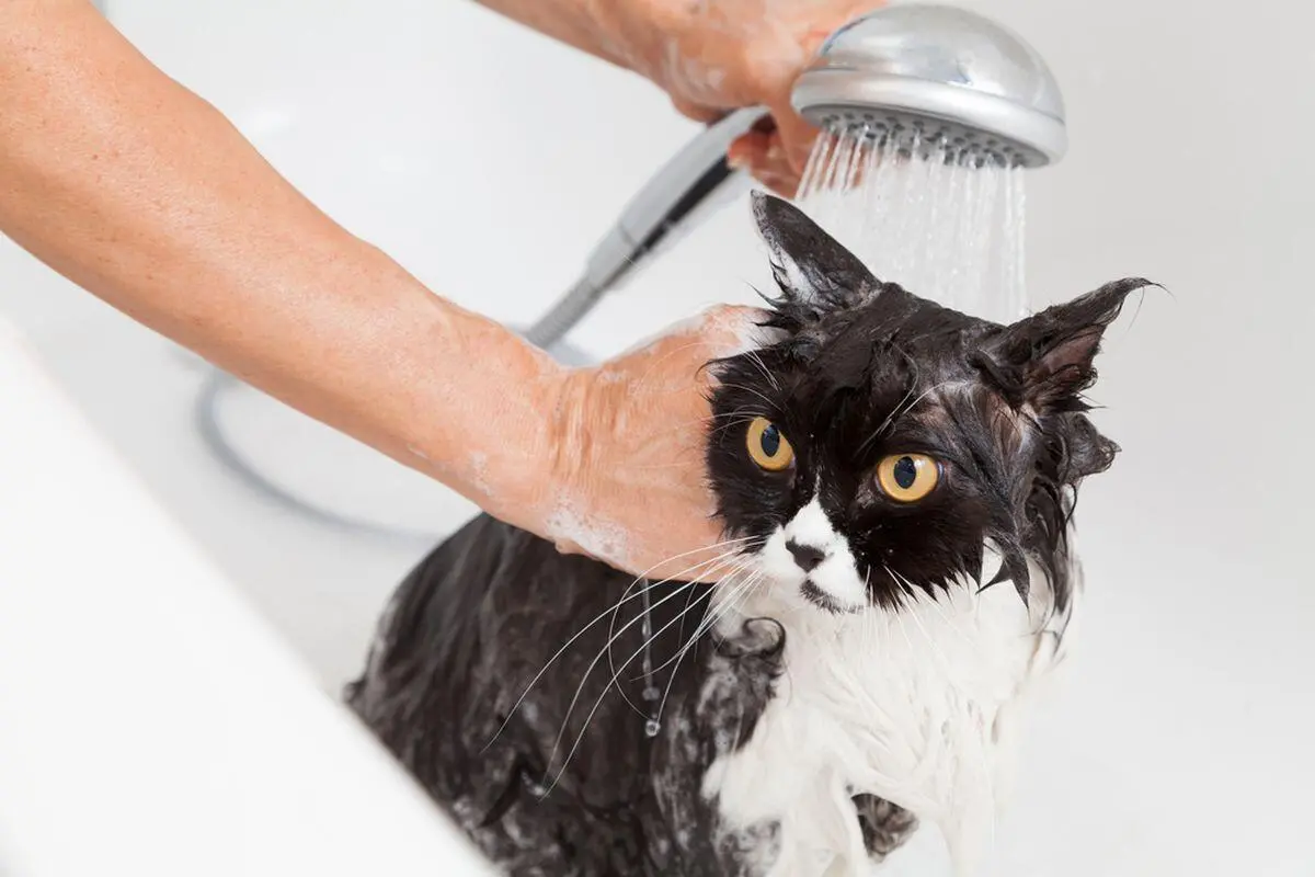 Berapa Kali Kucing Seharusnya Dimandiin? Simak Aturannya Agar Si Anabul Tidak Stres