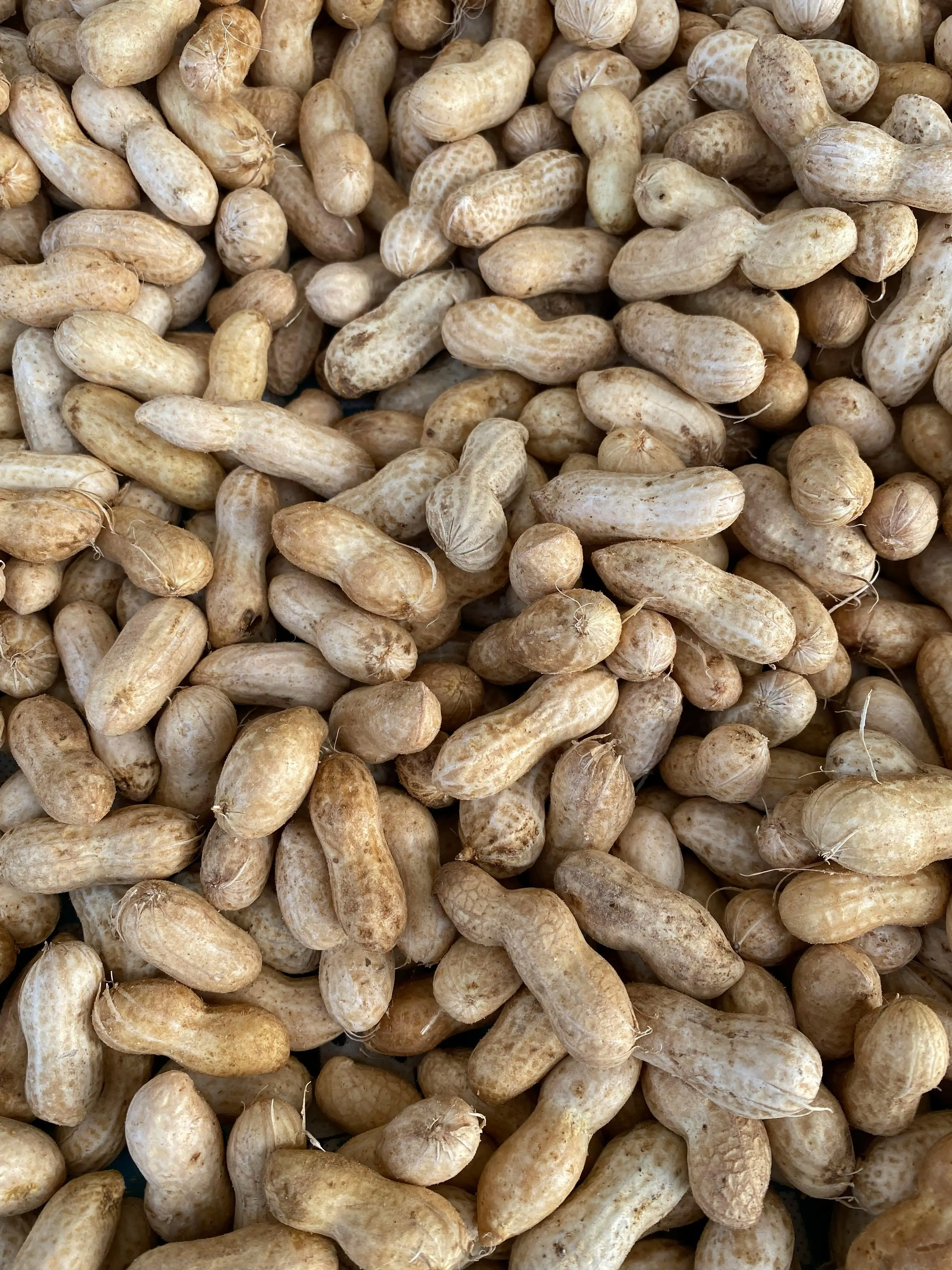 Kacang Tanah: Pilar Ketahanan Pangan Global dan Potensi Ekonominya di Pasar Dunia