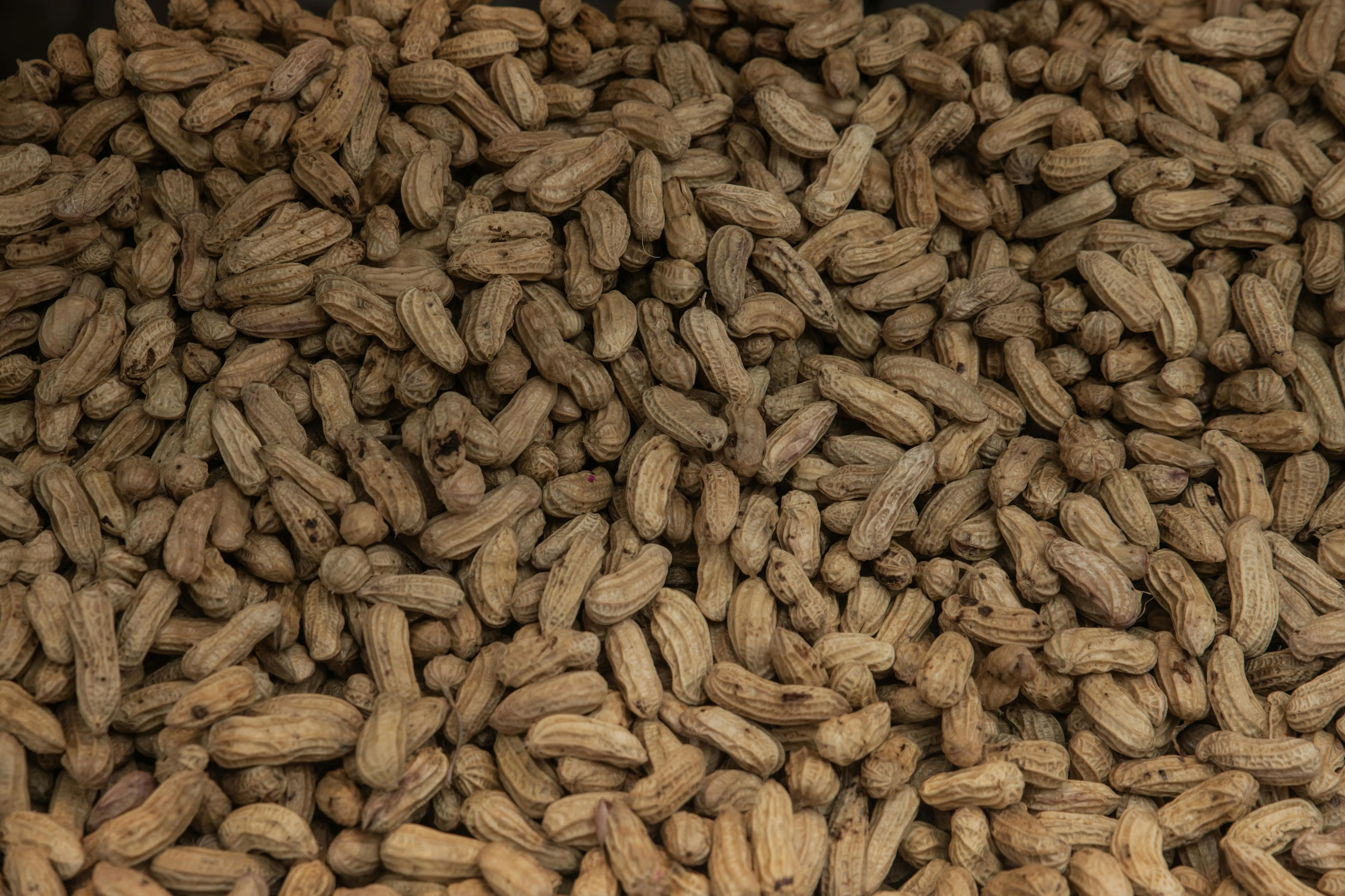 Kacang Tanah: Nutrisi Super yang Sering Salah Dikenali sebagai Pohon Kacang
