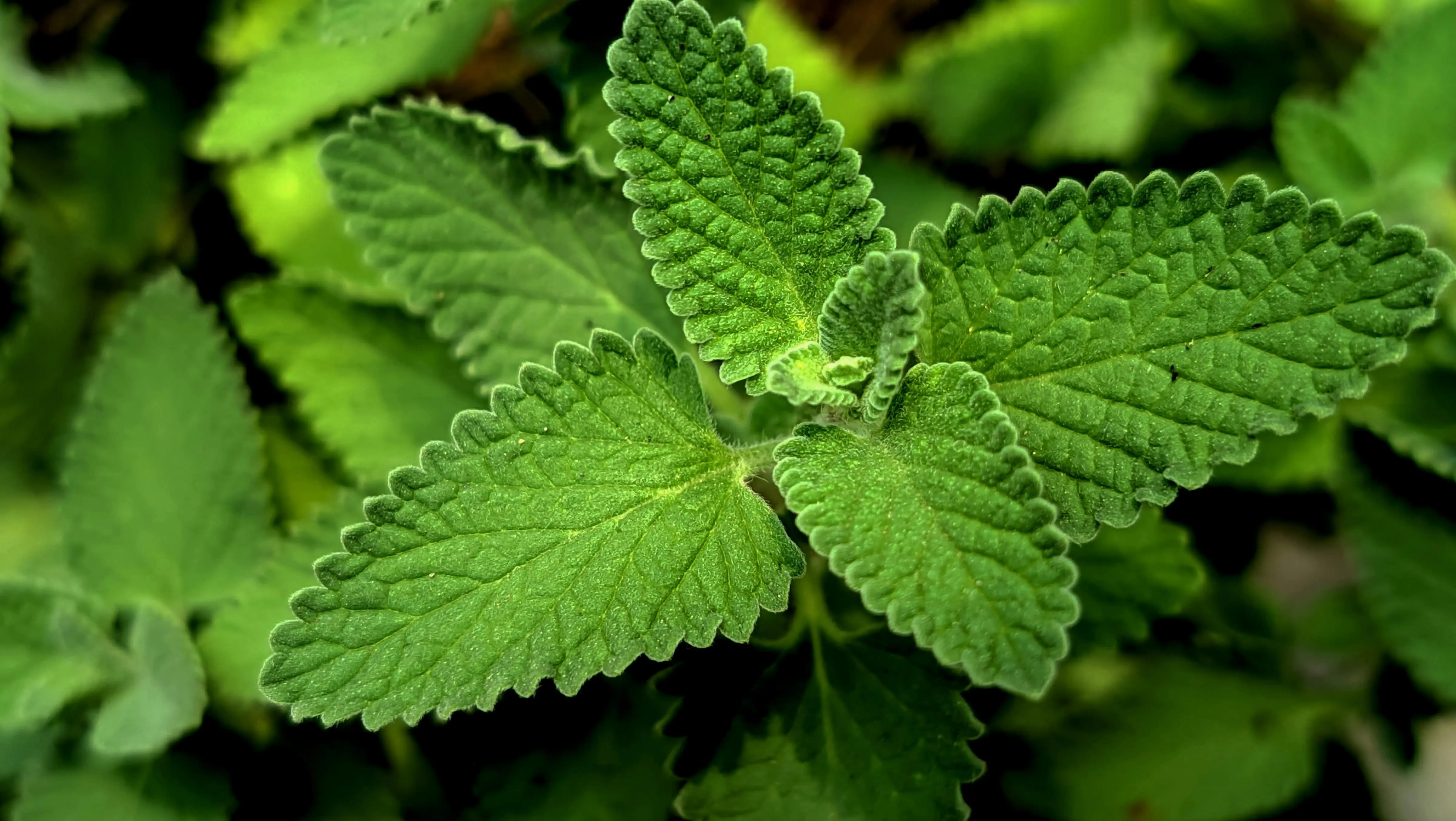 Menggali Potensi Strategis Daun Mint dalam Transformasi Industri Farmasi Global