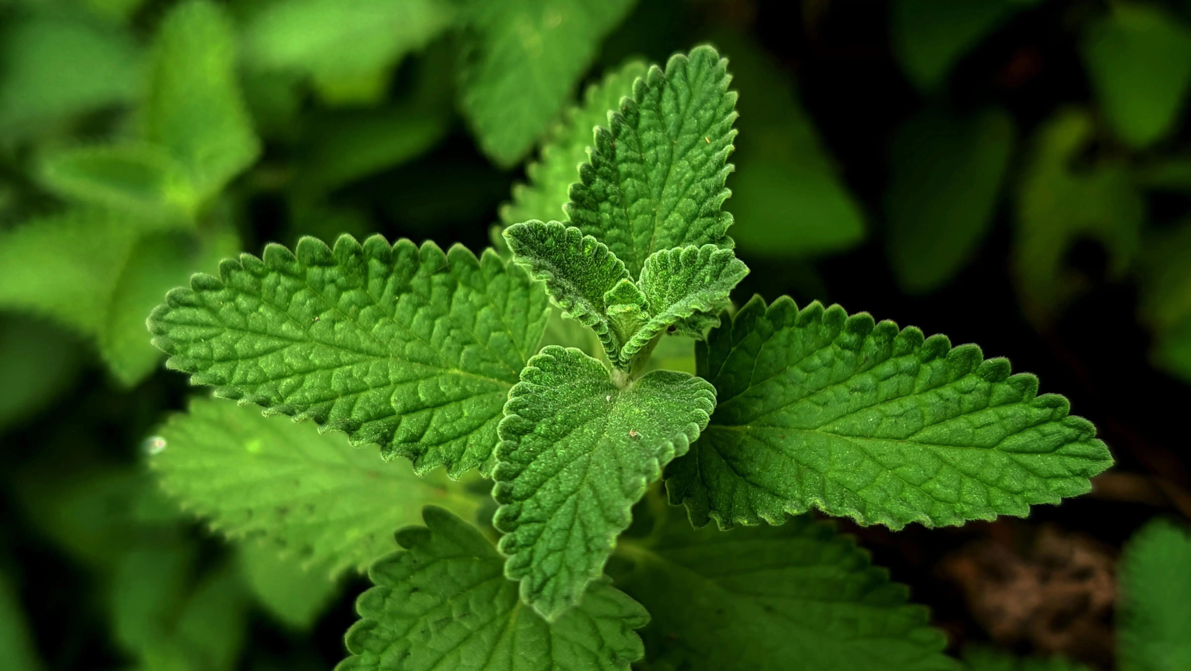 Mengungkap Manfaat Tersembunyi: Ekstrak Daun Mint dalam Perspektif Ilmiah Modern