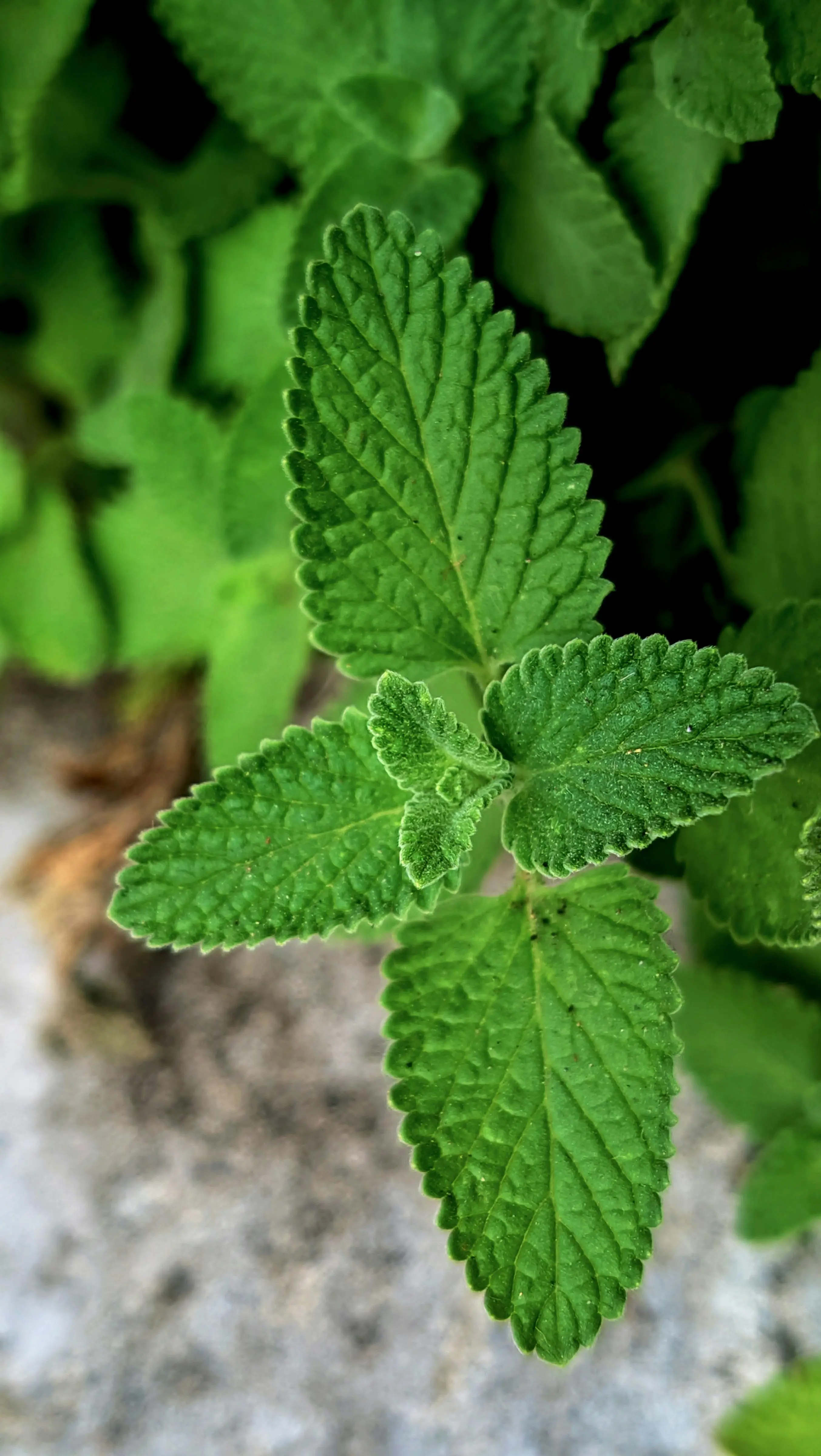 Daun Mint: Sejarah Panjang Penyembuhan dalam Tradisi Medis Global