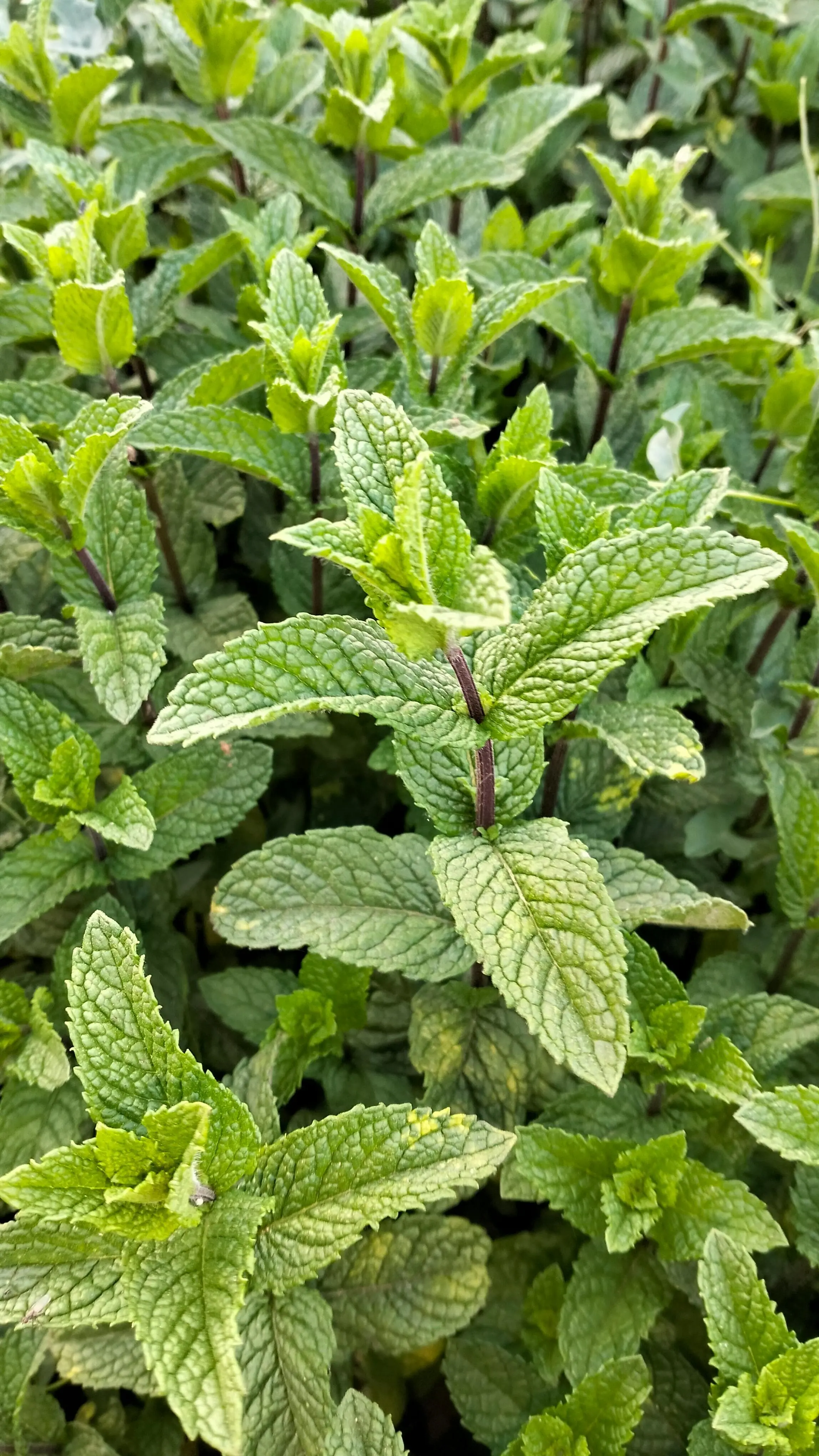 Inilah Senyawa Utama yang Terkandung dalam Daun Mint dan Terbukti Secara Ilmiah yang Memberikan Efek Terapi