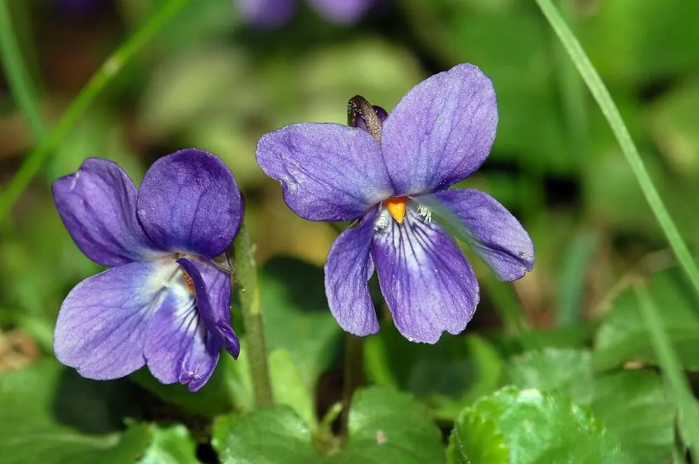 Filosofi Bunga Violet dan Batu Amethyst, Simbol Keberuntungan Kelahiran Februari