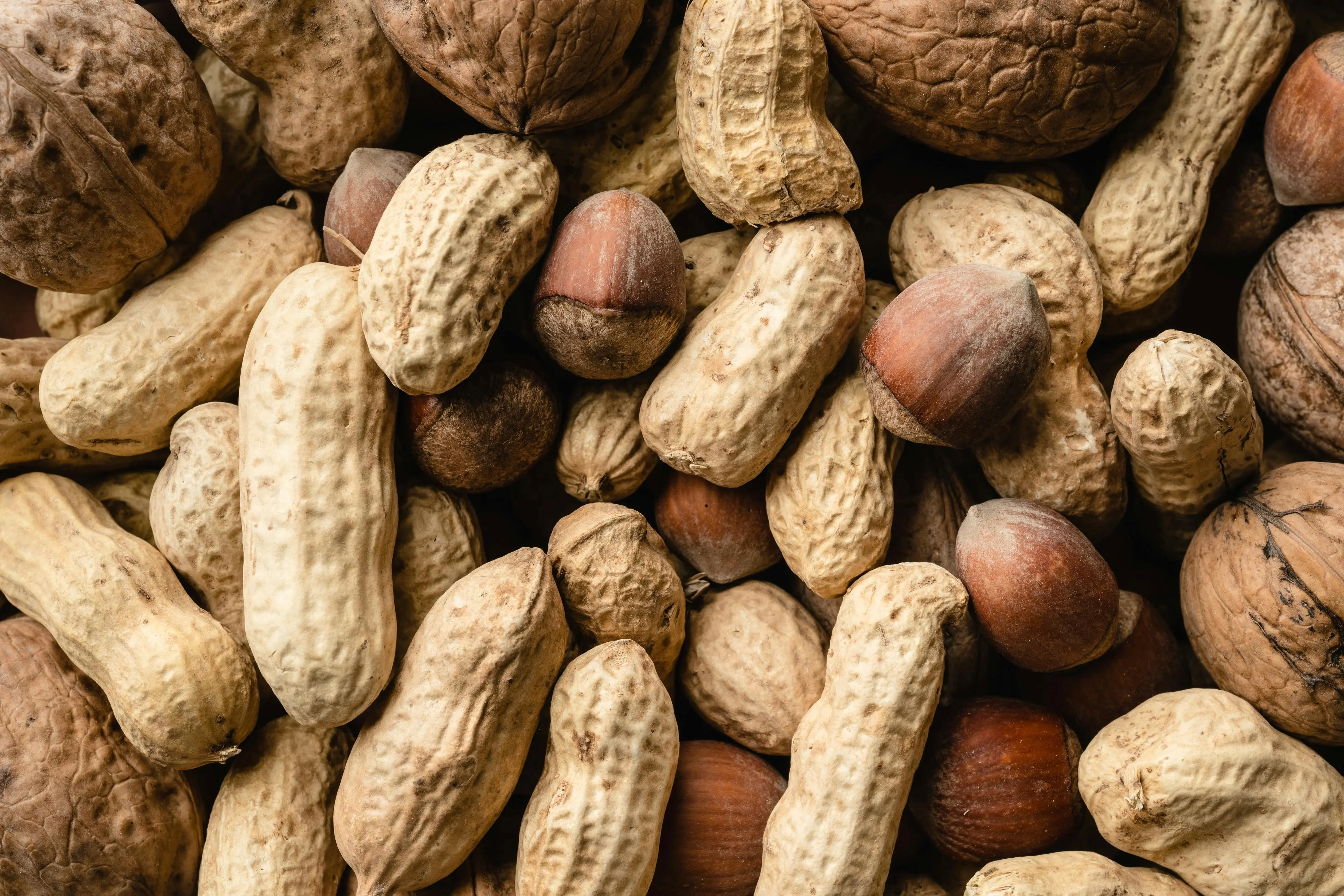 Lebih dari Sekadar Camilan, Inilah Fakta Ilmiah Tanaman Kacang Tanah atau Arachis hypogaea