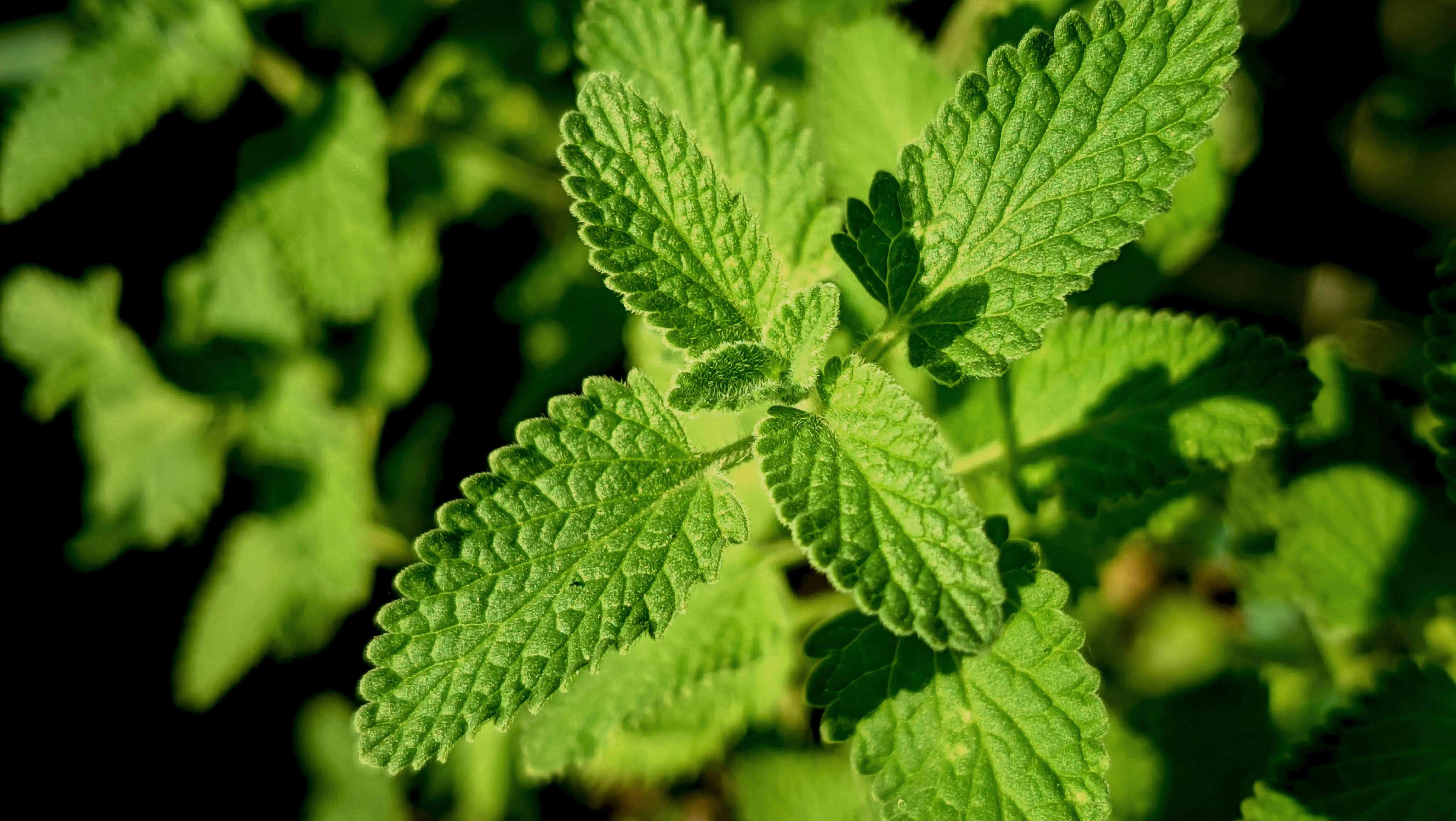 Budidaya Berkelanjutan Daun Mint: Tantangan dan Peluang bagi Petani Herbal