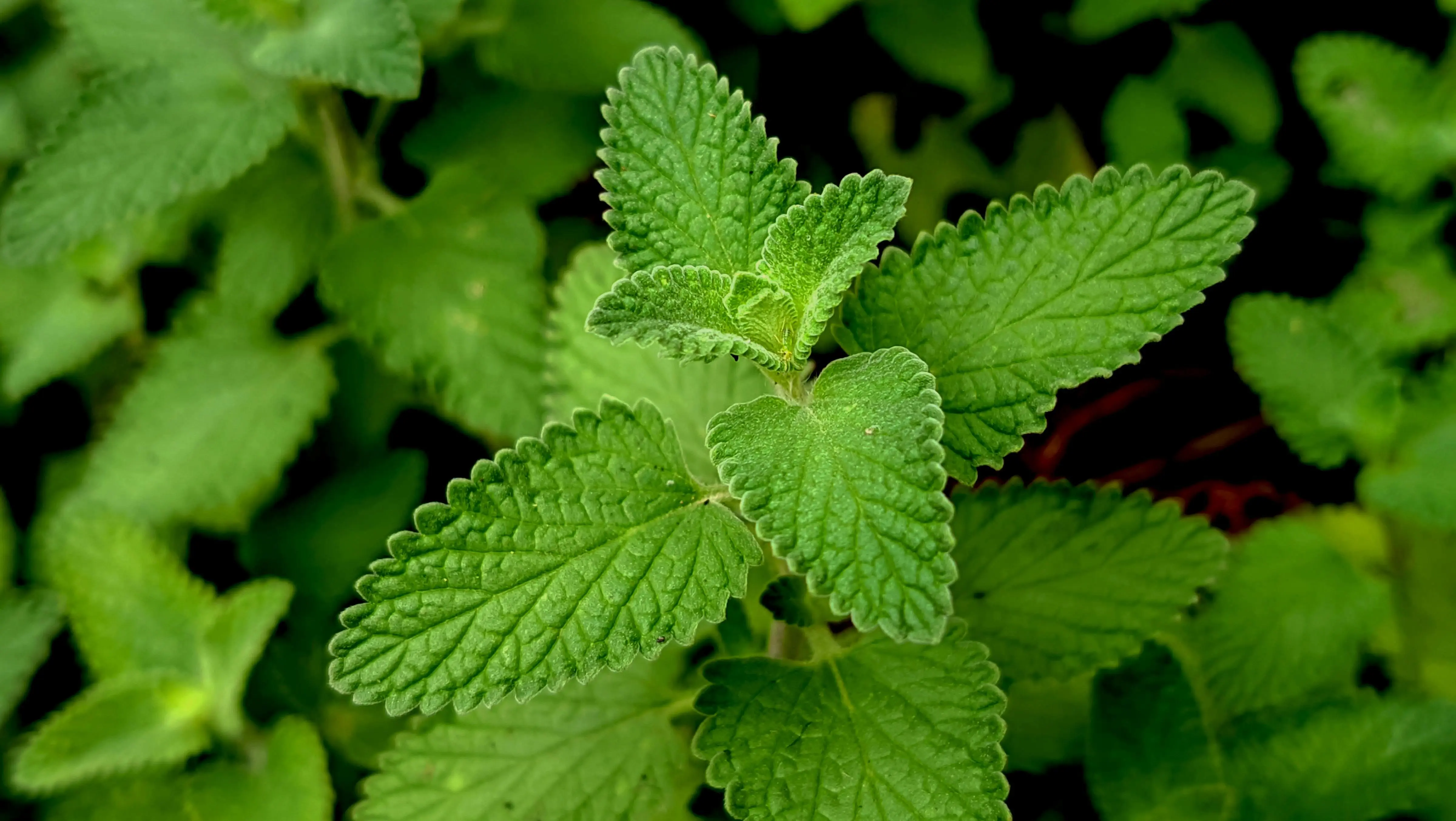 Cara Memanen dan Menyimpan Daun Mint agar Tetap Segar Lebih Lama