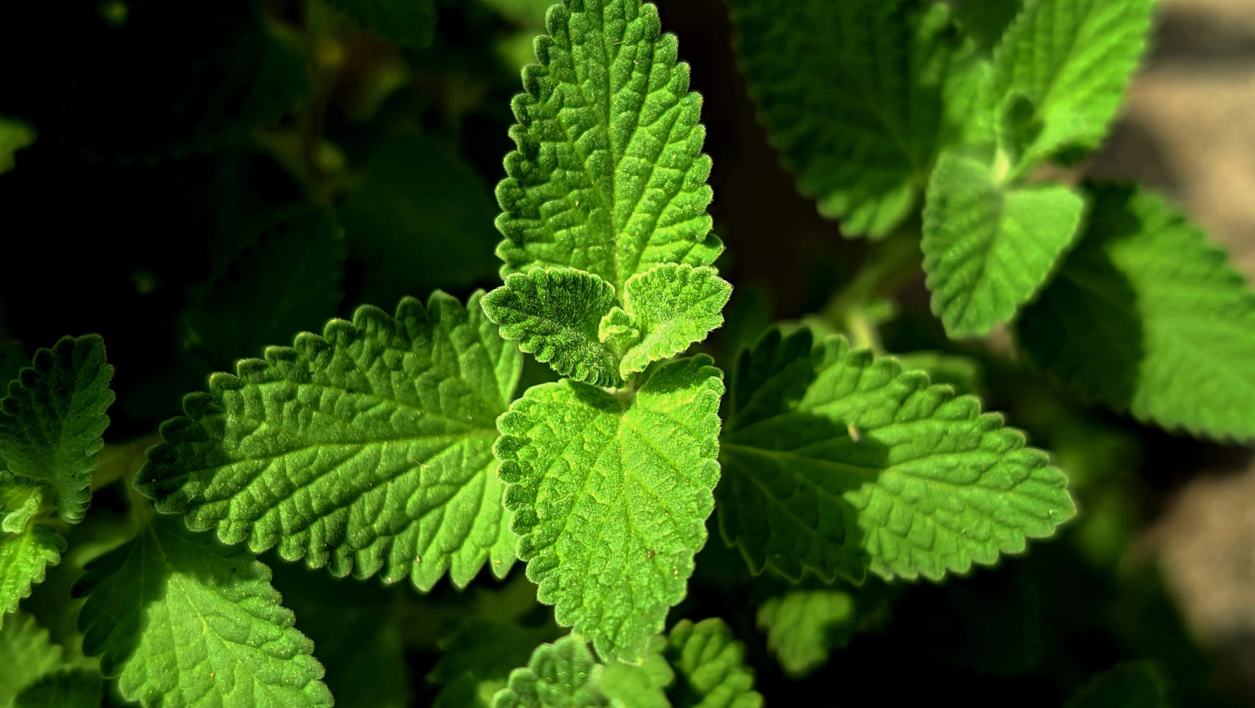 Efektivitas Berbagai Senyawa dalam Daun Mint Terhadap Hama Rumah Tangga Umum