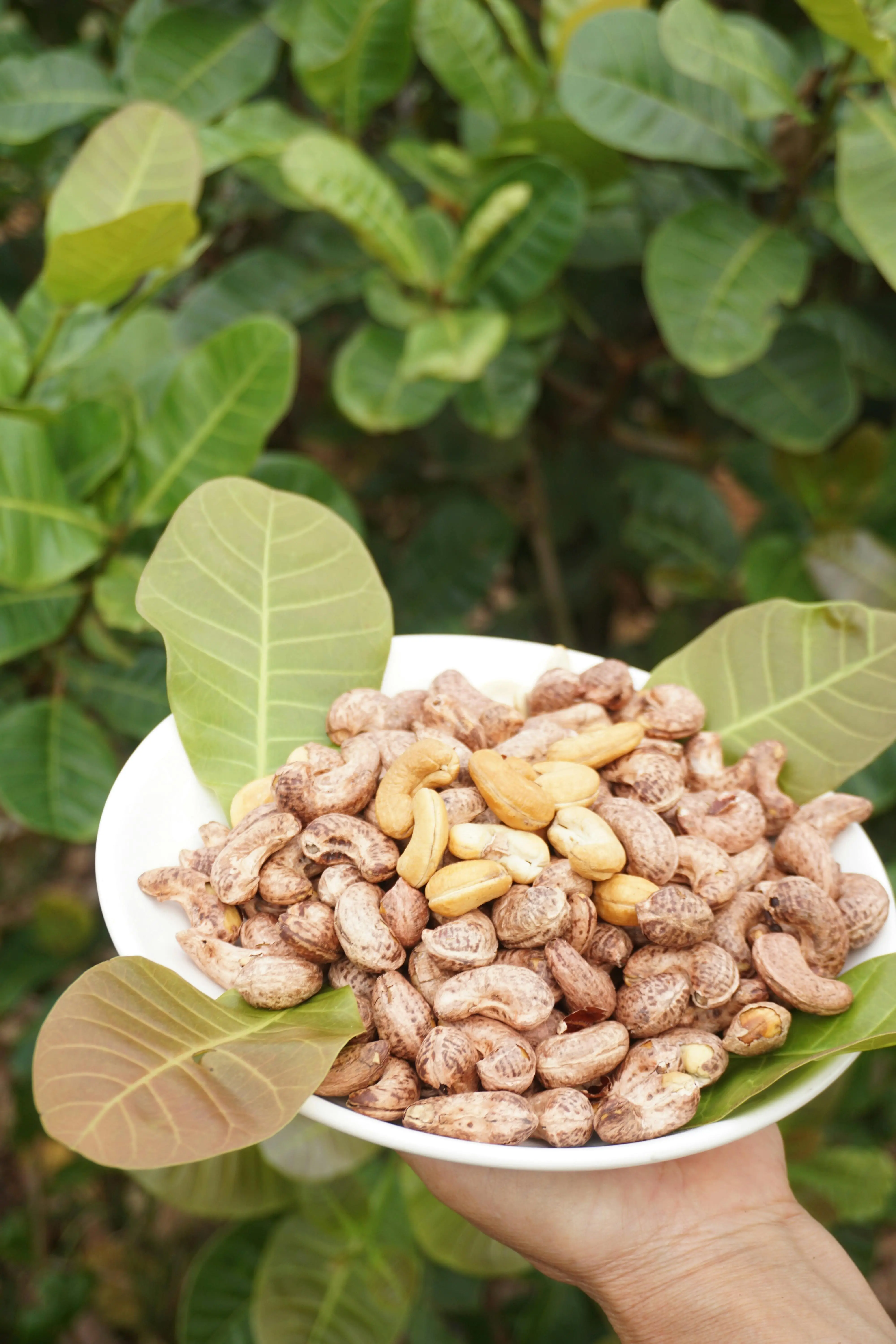 Dari Afrika hingga Asia: Negara-negara Raksasa Penyuplai Kacang Mete Dunia