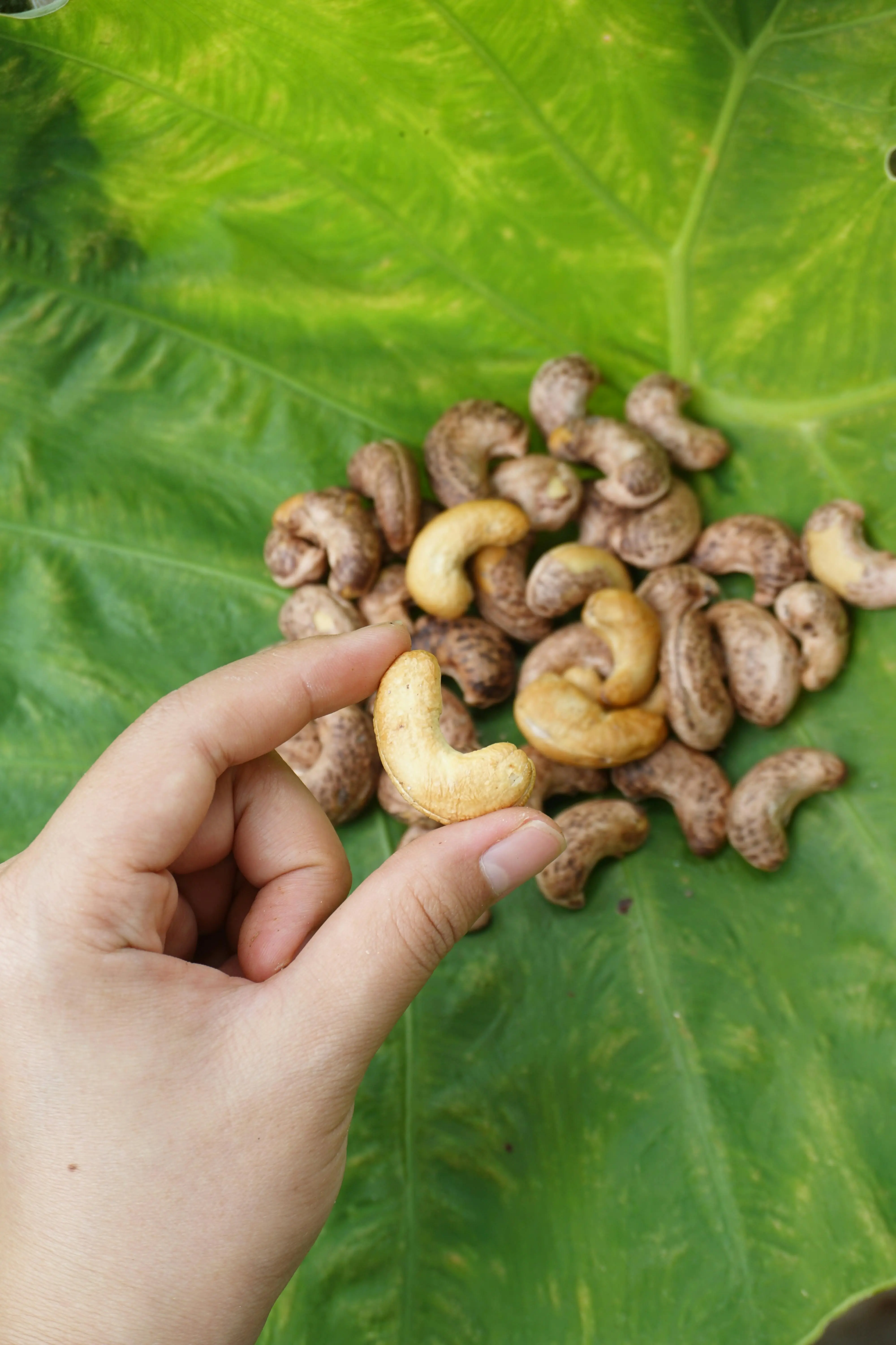 Lebih dari Sekadar Camilan: Memahami Identitas Botani Kacang Mede
