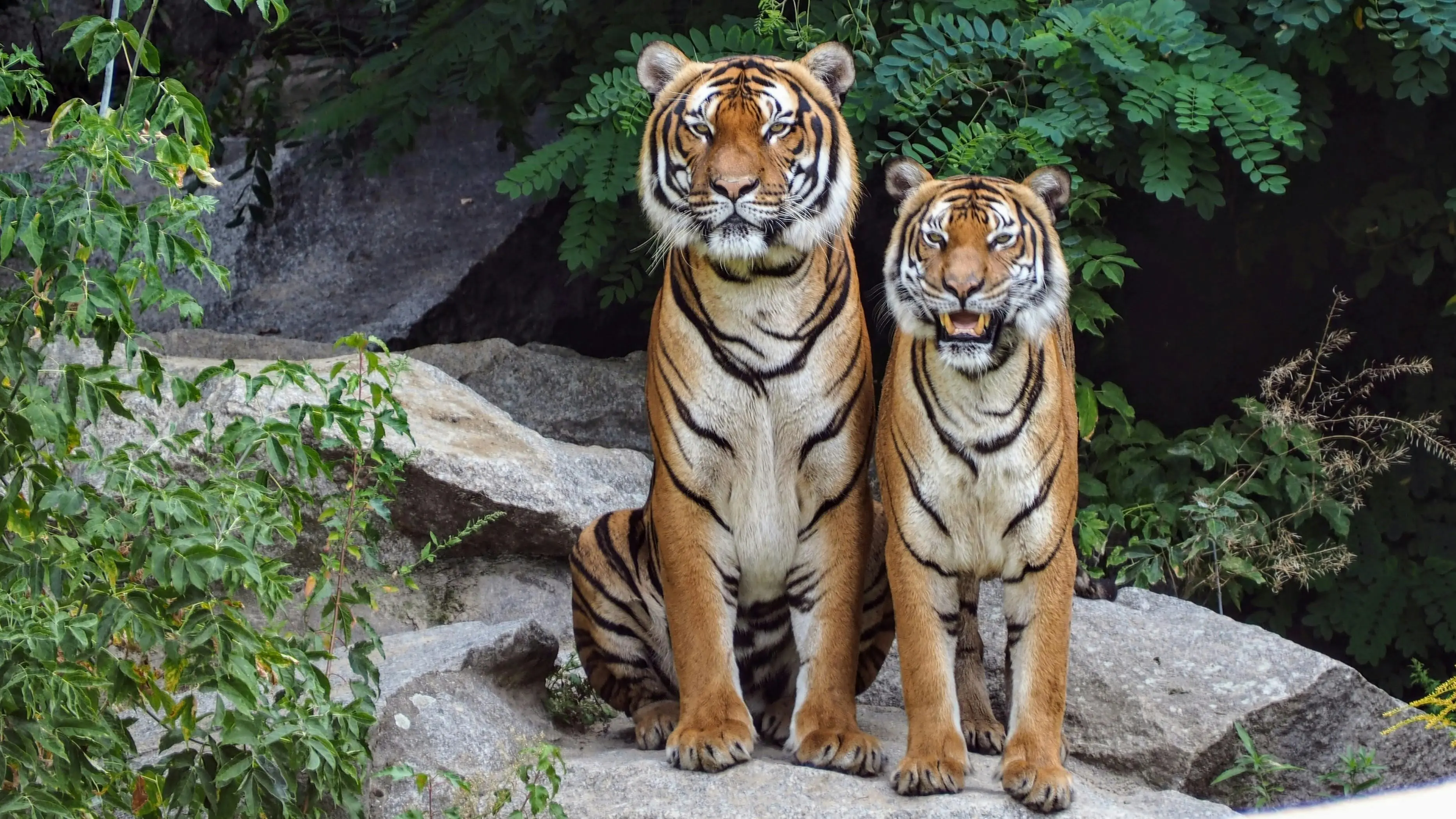 Membedah Mitos Harimau: Simbol Kekuatan dan Identitas Budaya yang Tak Tergantikan