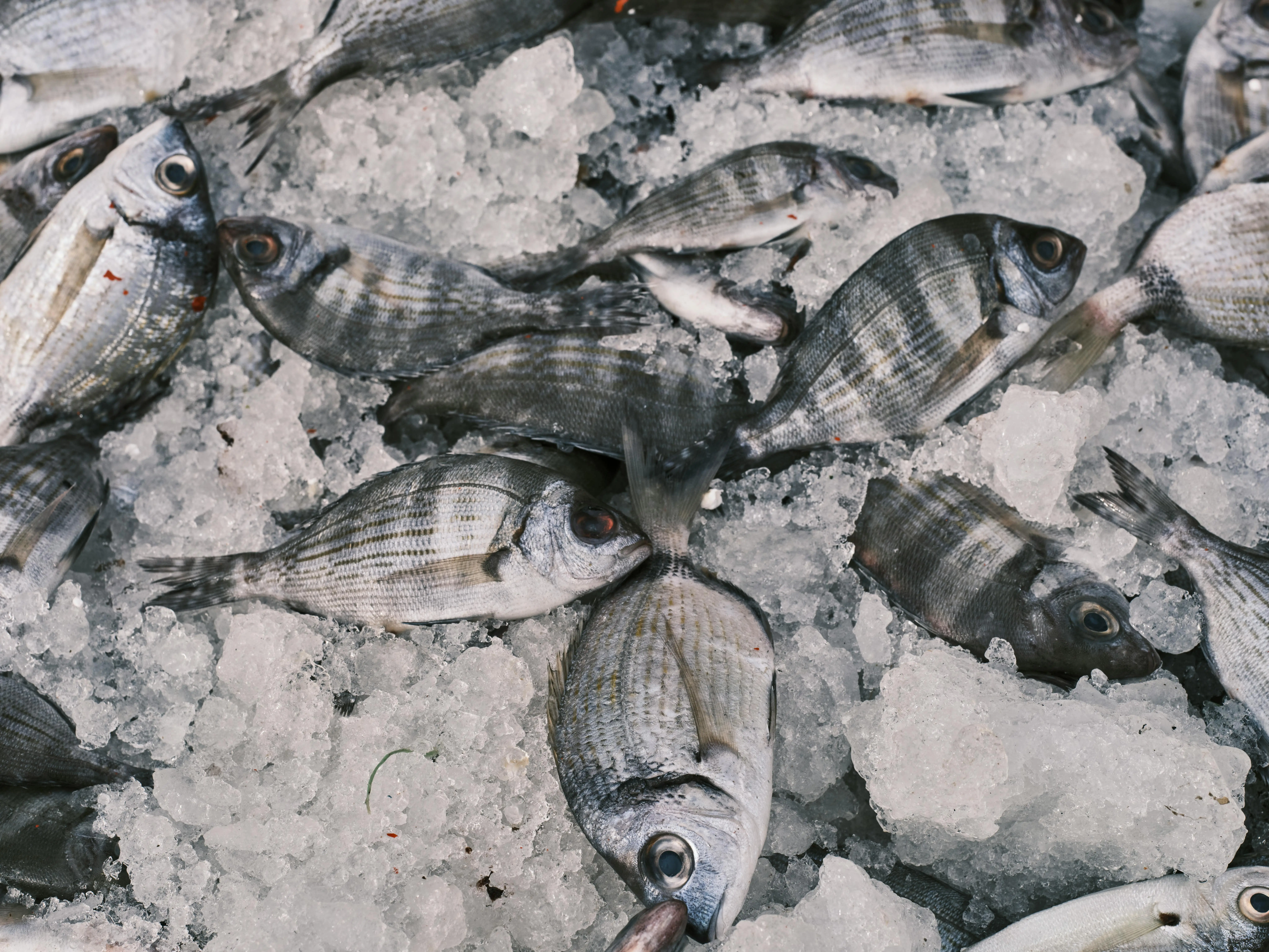 Ikan Air Tawar: Pilihan Cerdas untuk Diet Rendah Lemak yang Menyehatkan Jantung