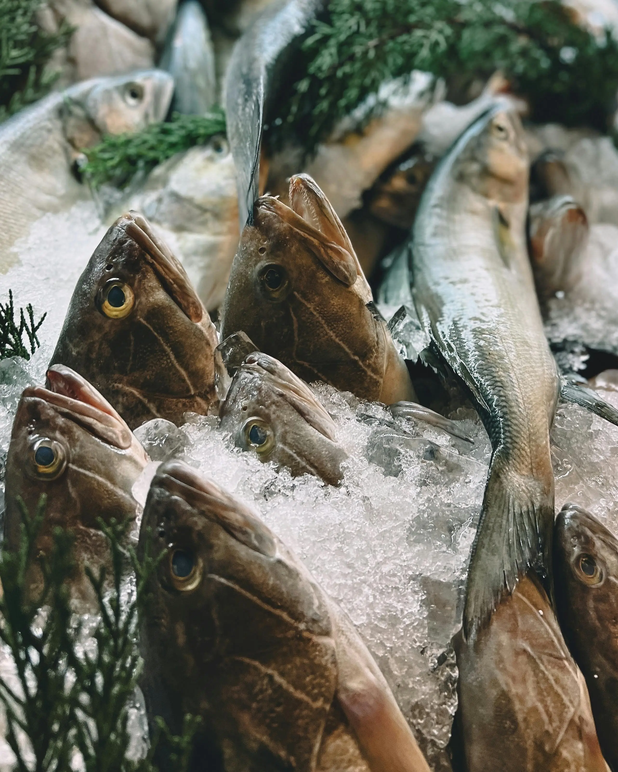 Mengapa Rantai Dingin Menjadi Tulang Punggung Ekonomi Biru dalam Distribusi Frozen Fish Global?