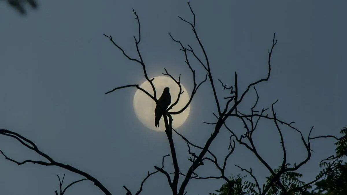 Merinding Saat Dengar Suara Burung Malam-malam? Ini Mitos dan Penjelasan Ilmiahnya