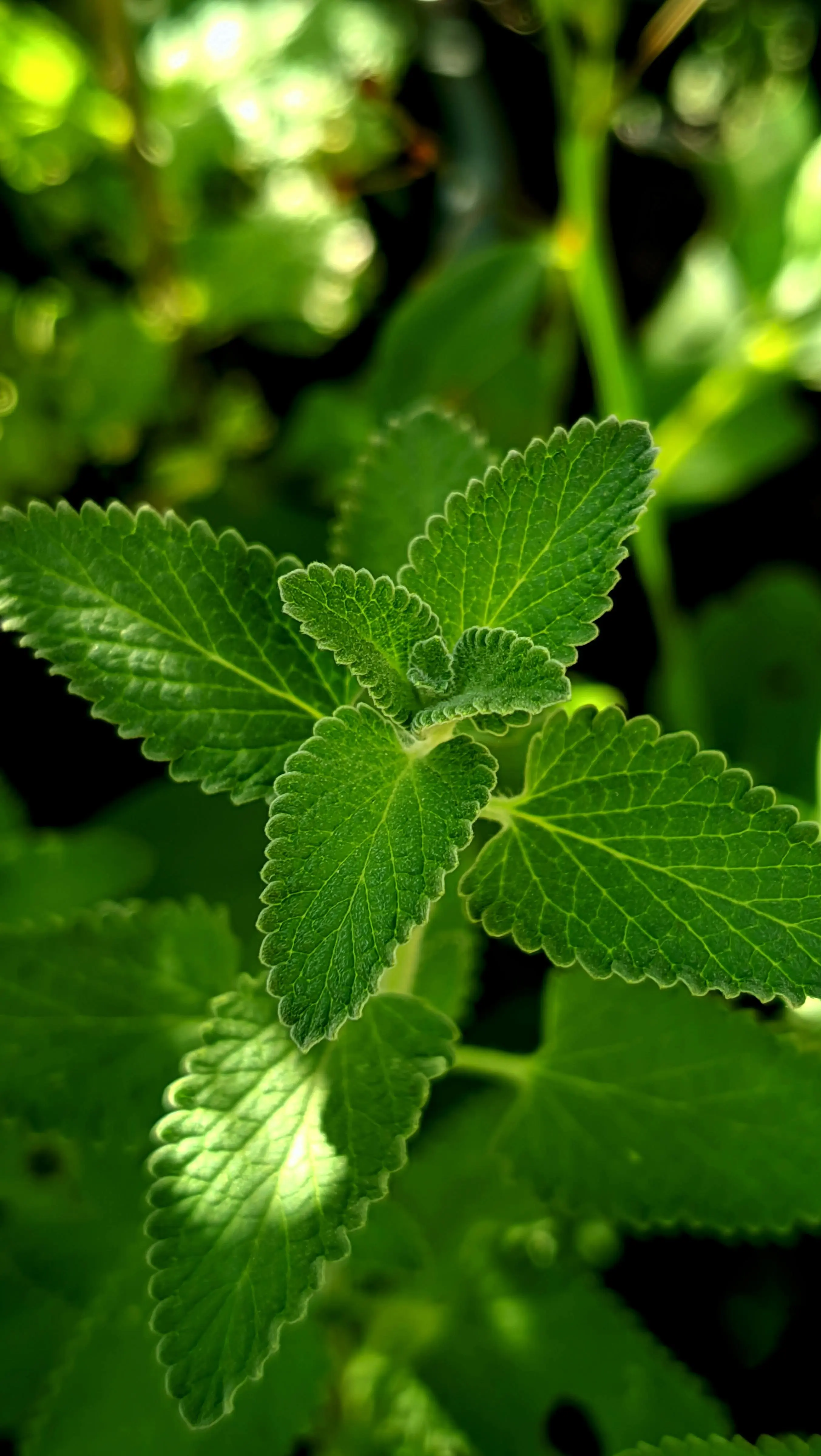 Menjelajahi Keajaiban Daun Mint: Tanaman Herbal Multifungsi yang Mendunia