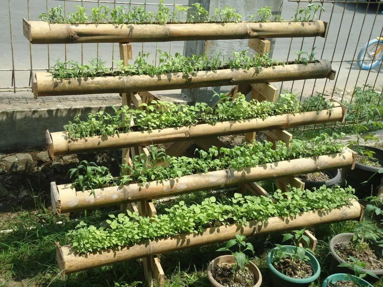 Kebun di Meja Dapur! Cara Menanam Microgreens di Lahan Sempit