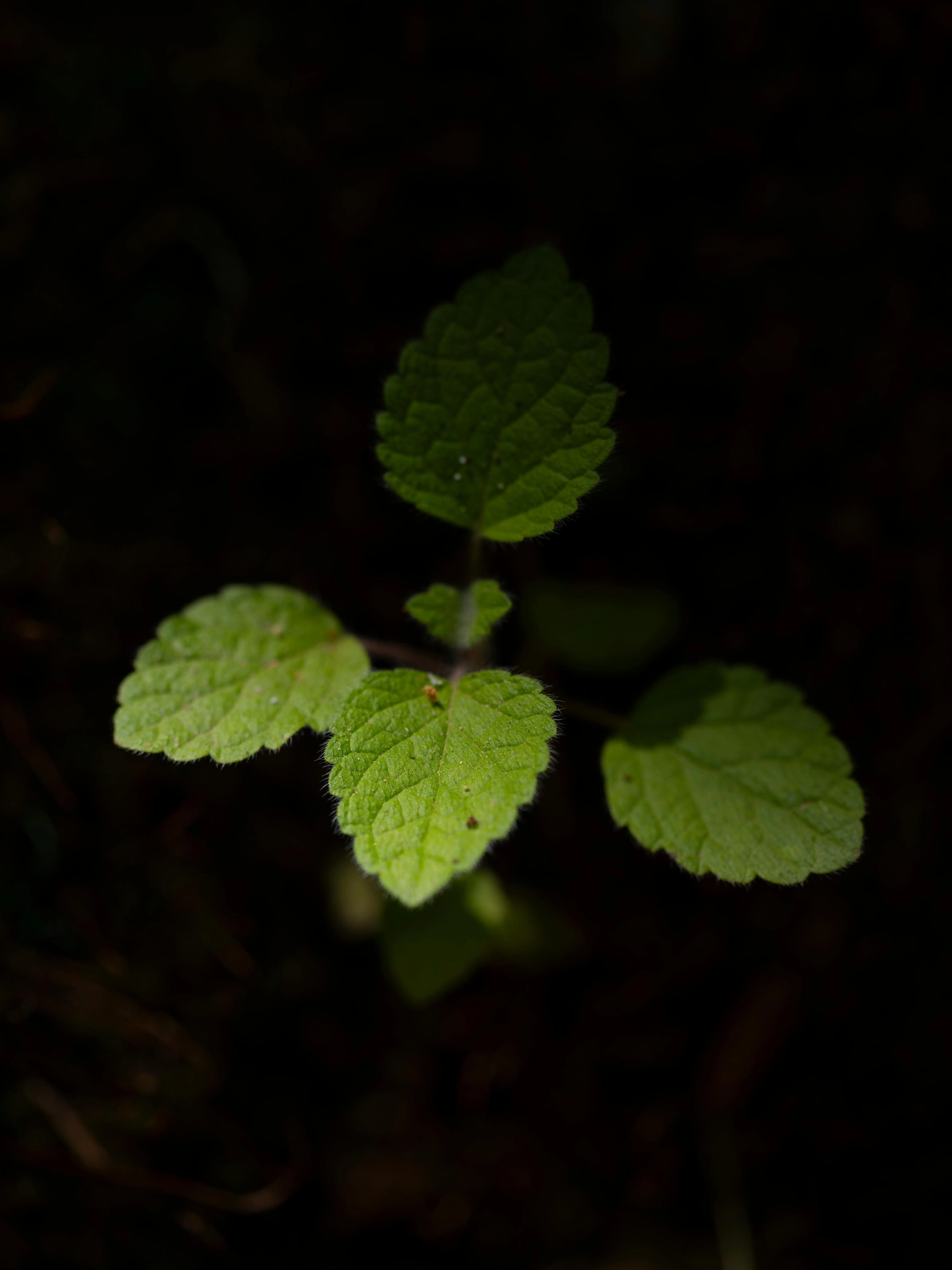 Tak Perlu Beli Lagi! Inilah Panduan Lengkap Budidaya Daun Mint di Lahan Sempit