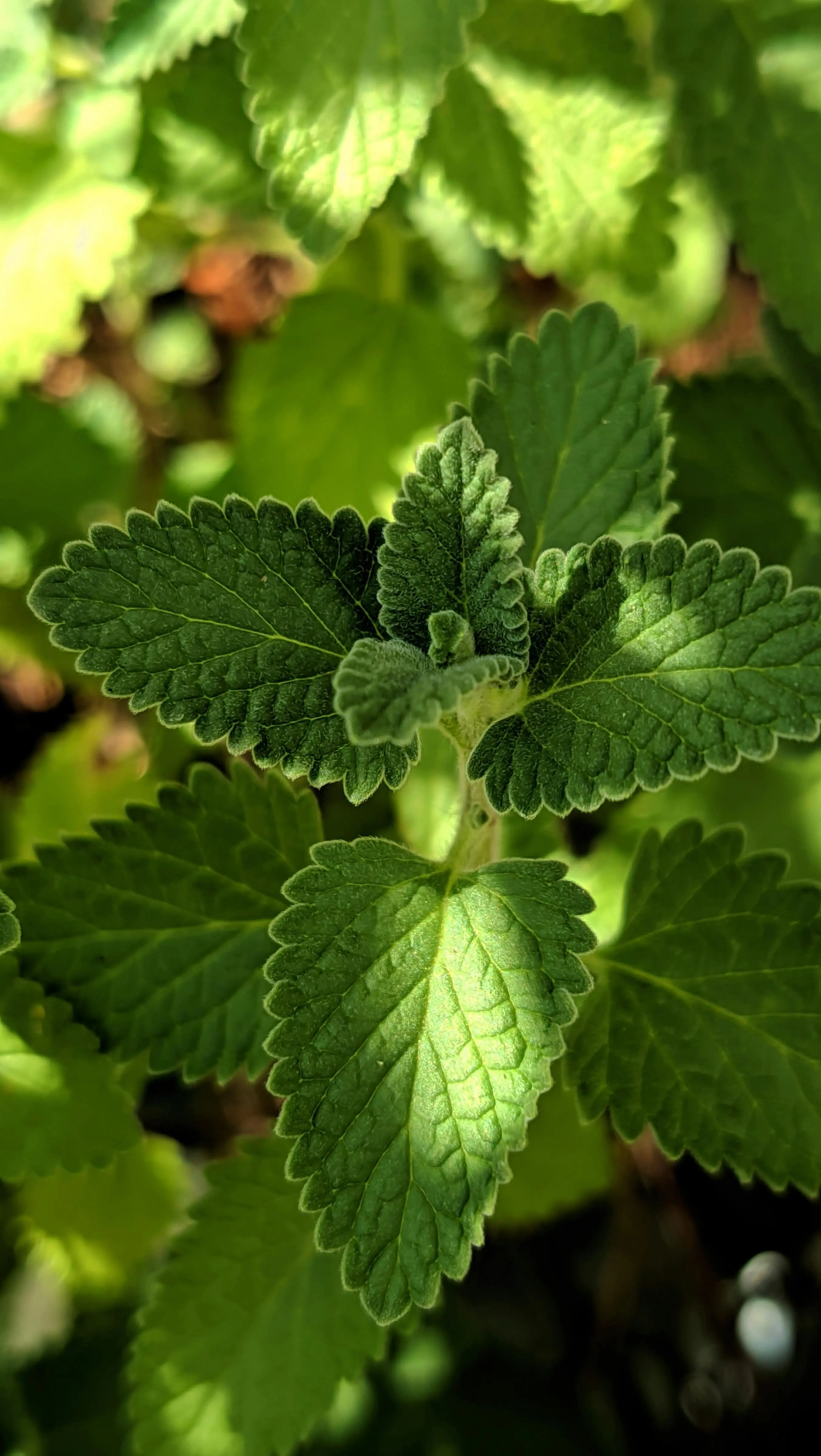 Rahasia di Balik Kesegaran Mentha: Kekuatan Tersembunyi Daun Mint bagi Tubuh dan Pikiran