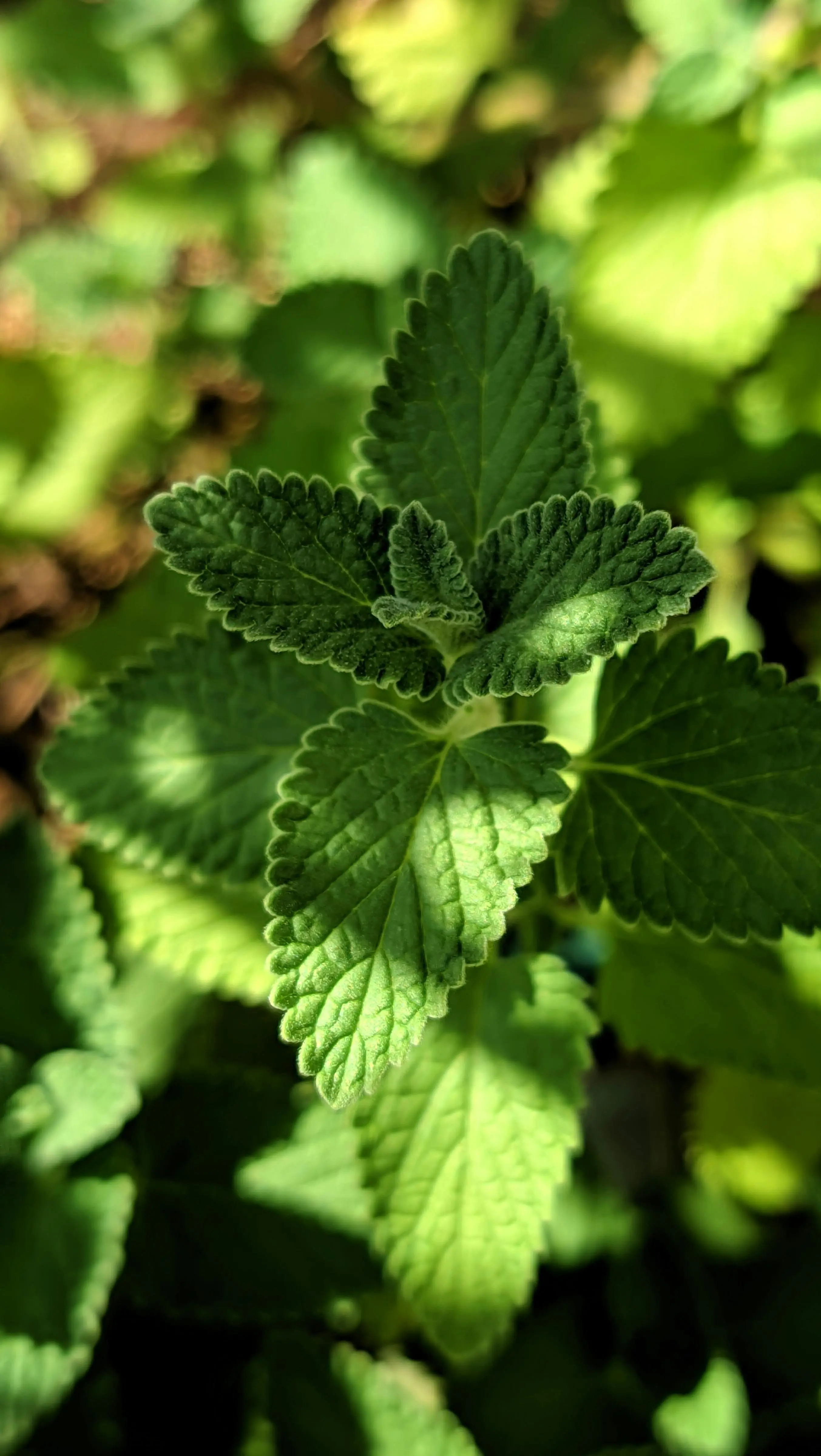 Bukan Sekadar Pengharum Nafas, Inilah Peran Vital Daun Mint dalam Revolusi Flavor Alami