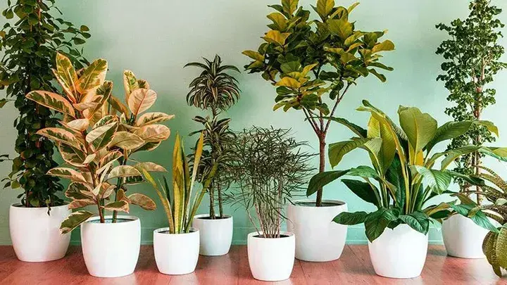 Bukan Sekadar Hiasan! Inilah Manfaat Luar Biasa Tanaman Indoor untuk Kualitas Udara di Rumah
