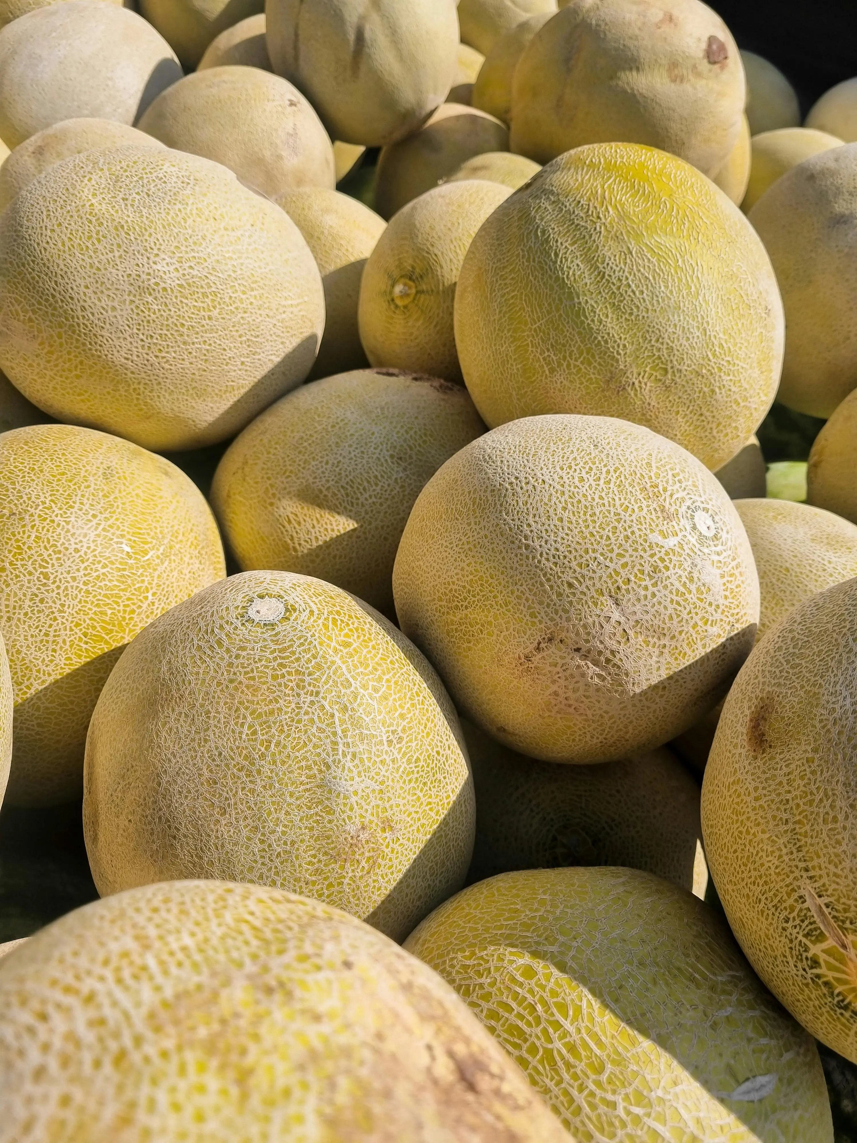 Cara Cek Kematangan Melon yang Akurat: Panduan Lengkap dari Pakar Pertanian