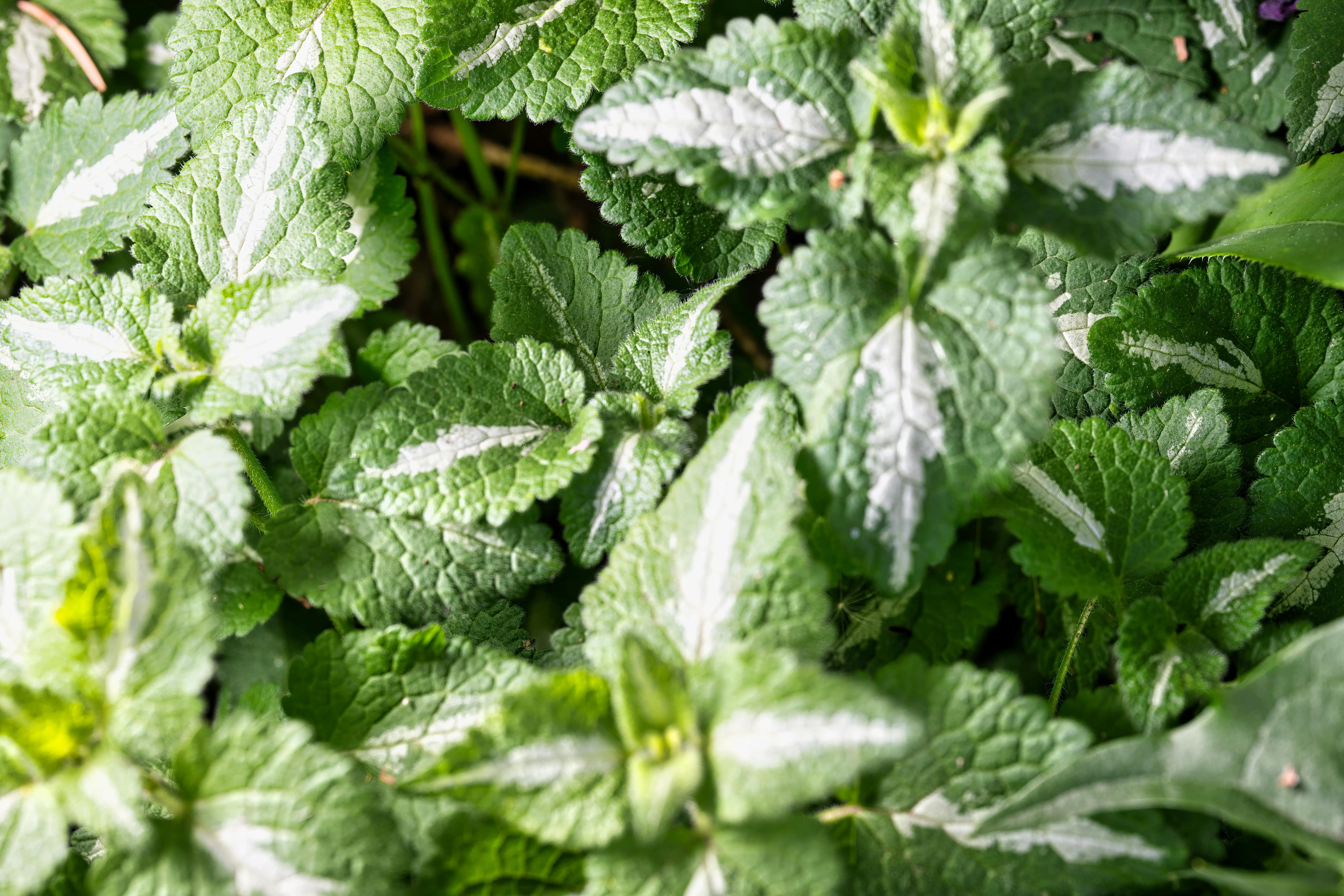 Manfaat Daun Mint sebagai Penetral Aroma Makanan yang Efektif dan Sehat