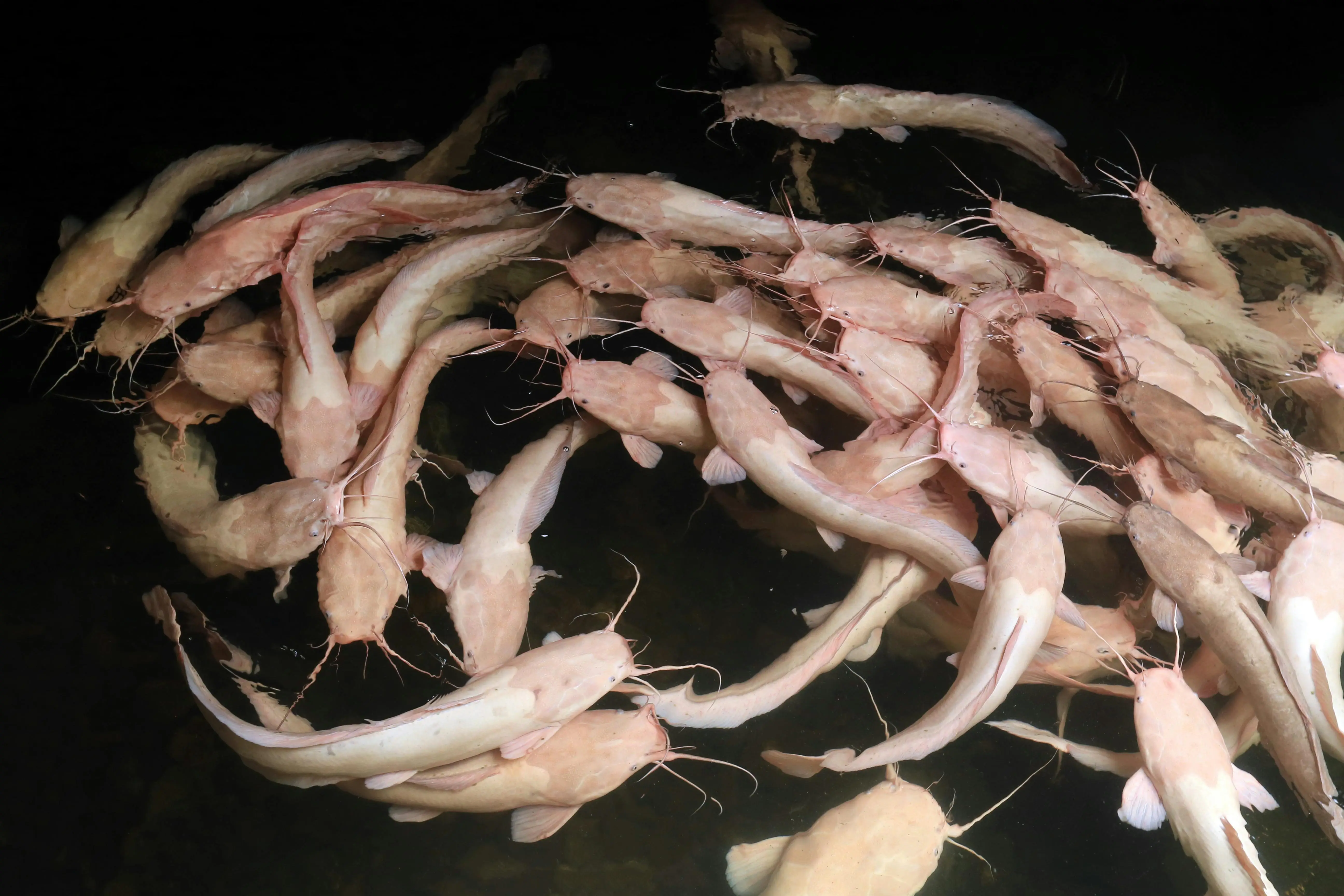 Bukan Sekadar Pecel Lele: Inilah Cara Restoran di Amerika Mengolah Ikan Lele Jadi Menu Mewah
