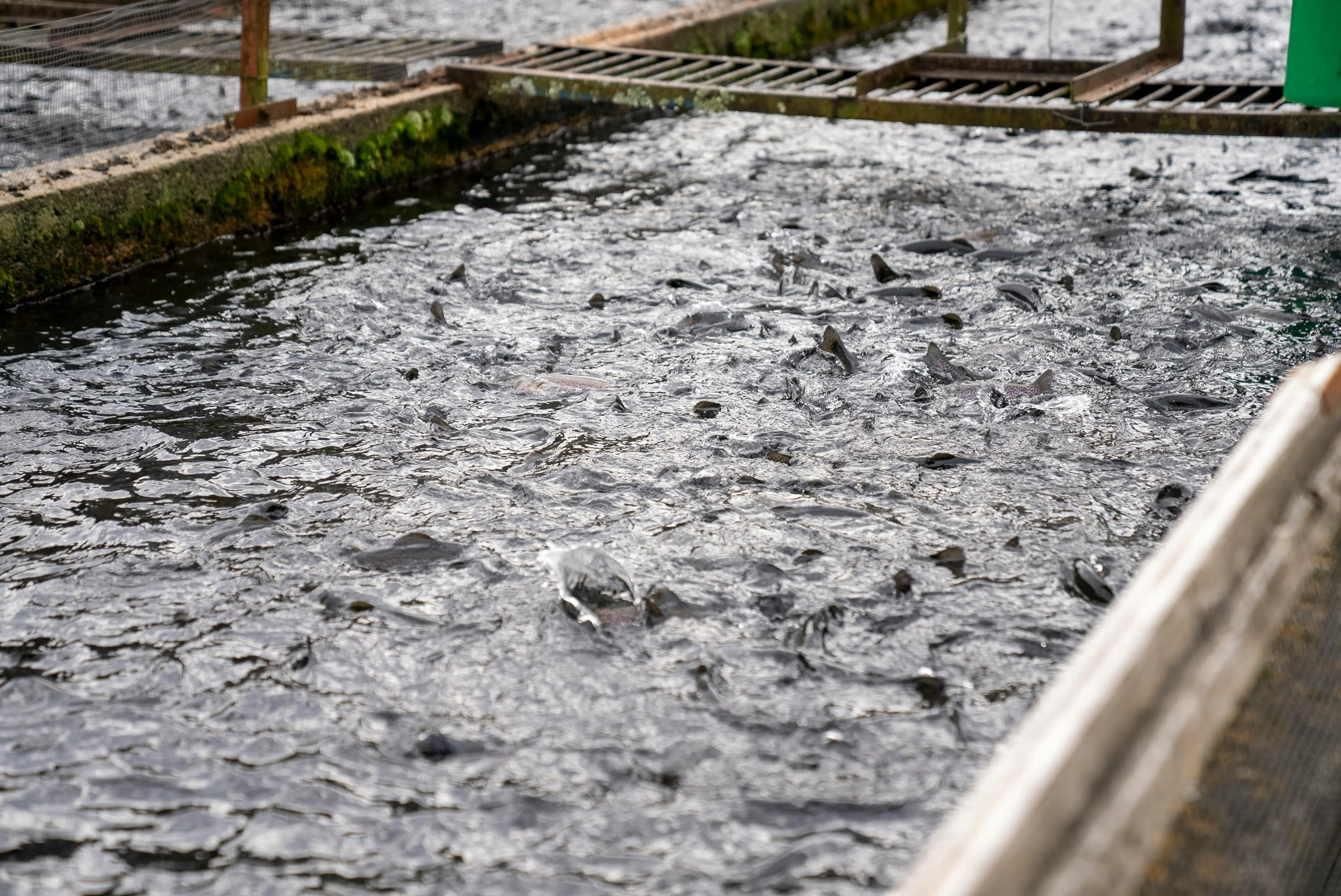 Transformasi Konsumsi Protein: Mengapa Ikan Air Tawar Mendominasi Pasar Global?