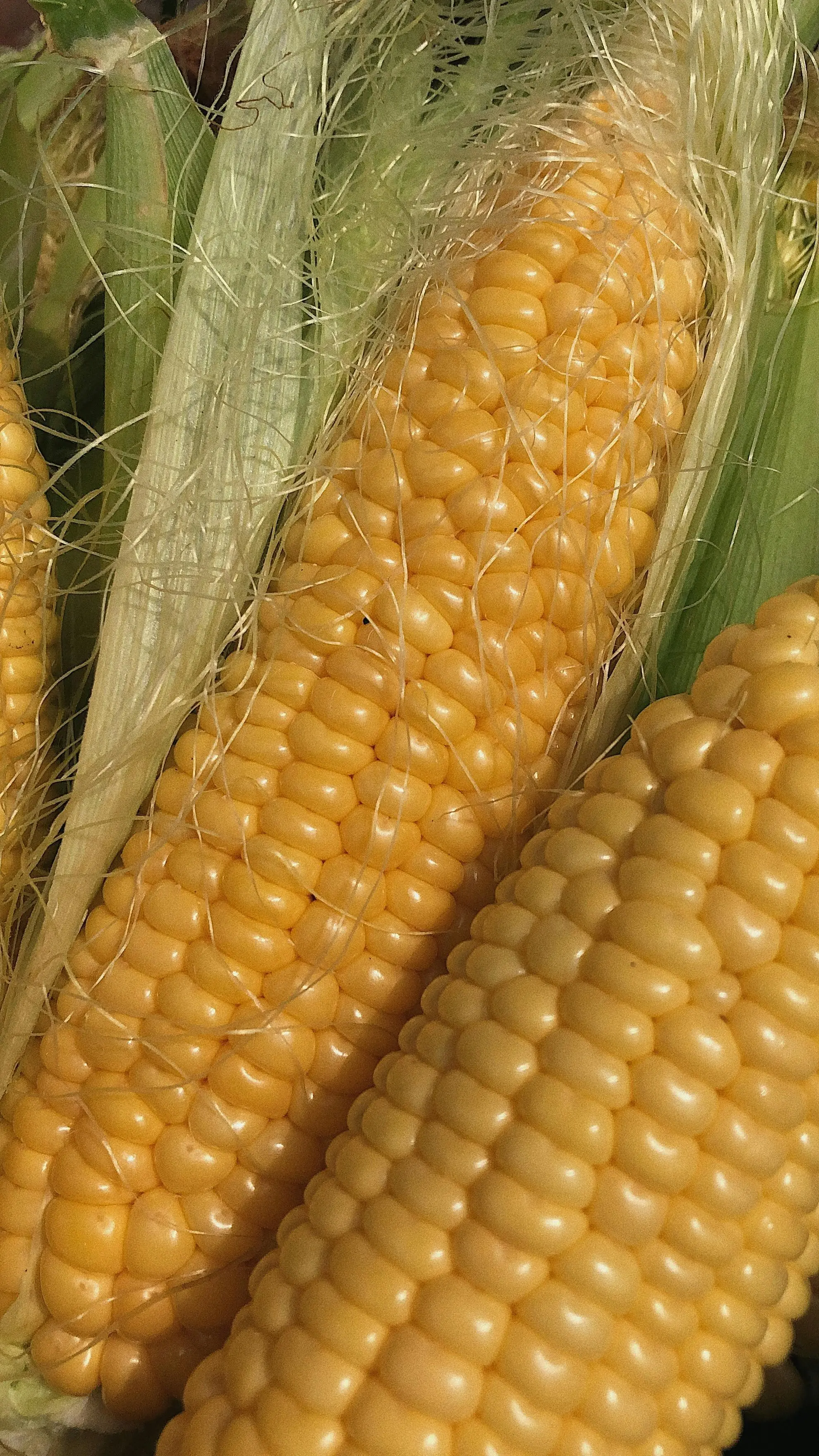 Optimalkan Nutrisi Nabati: Mengapa Jagung Penting untuk Diet Vegetarian?