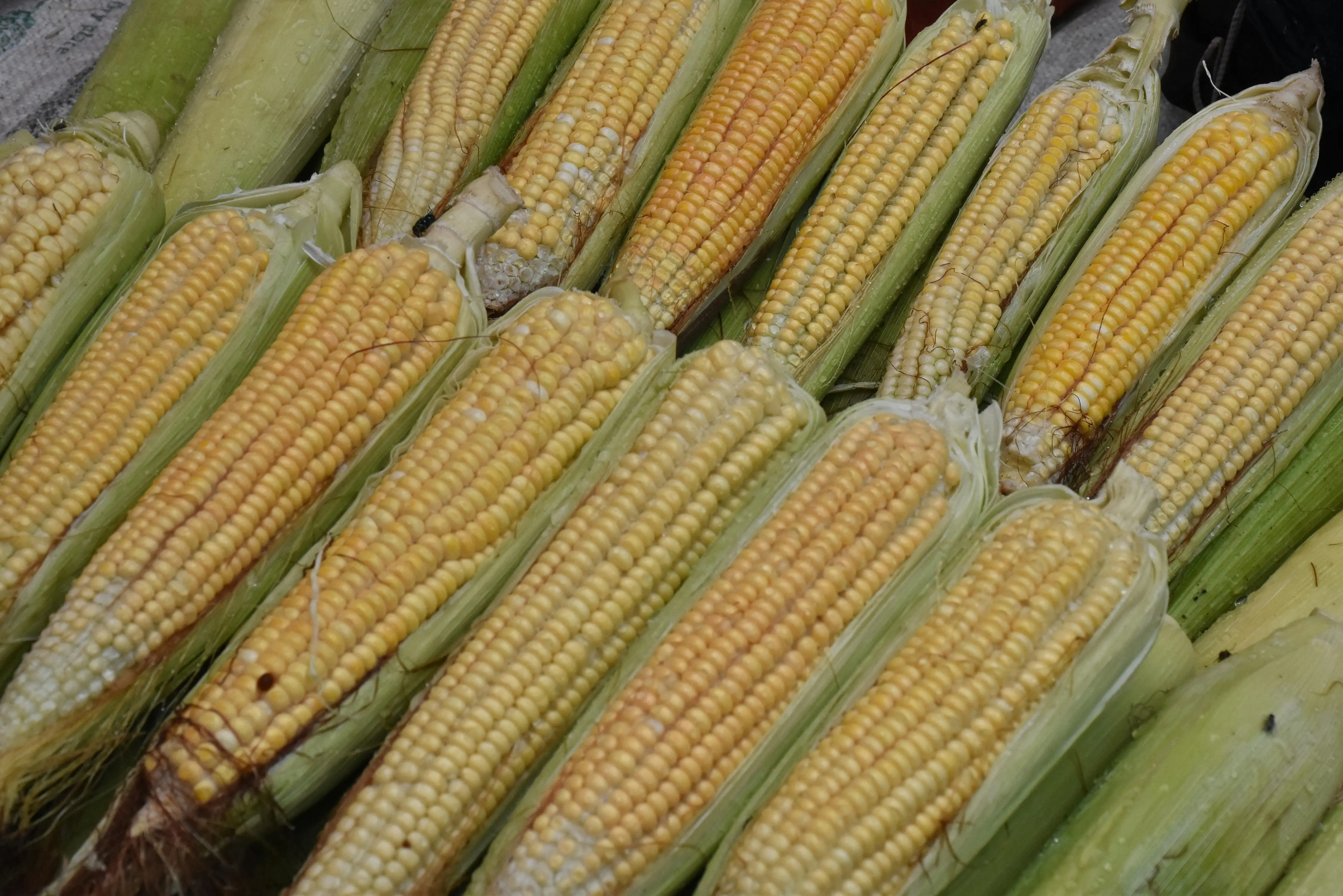 Jangan Salah Rebus! Inilah Cara Masak Jagung Agar Vitaminnya Tidak Terbuang Sia-sia