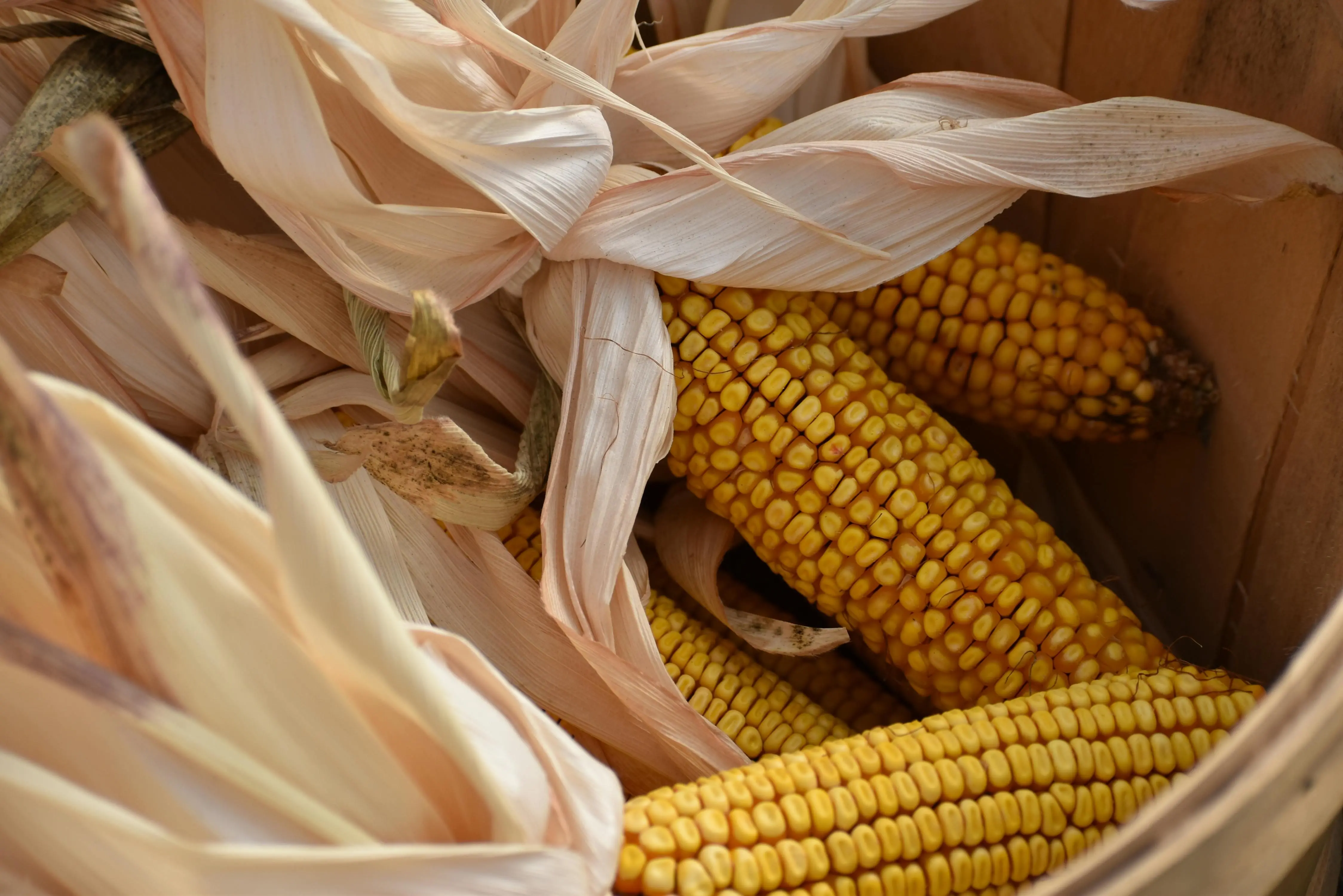 Jagung dalam Pola Makan Seimbang: Nutrisi, Manfaat, dan Cara Terbaik Mengkonsumsinya