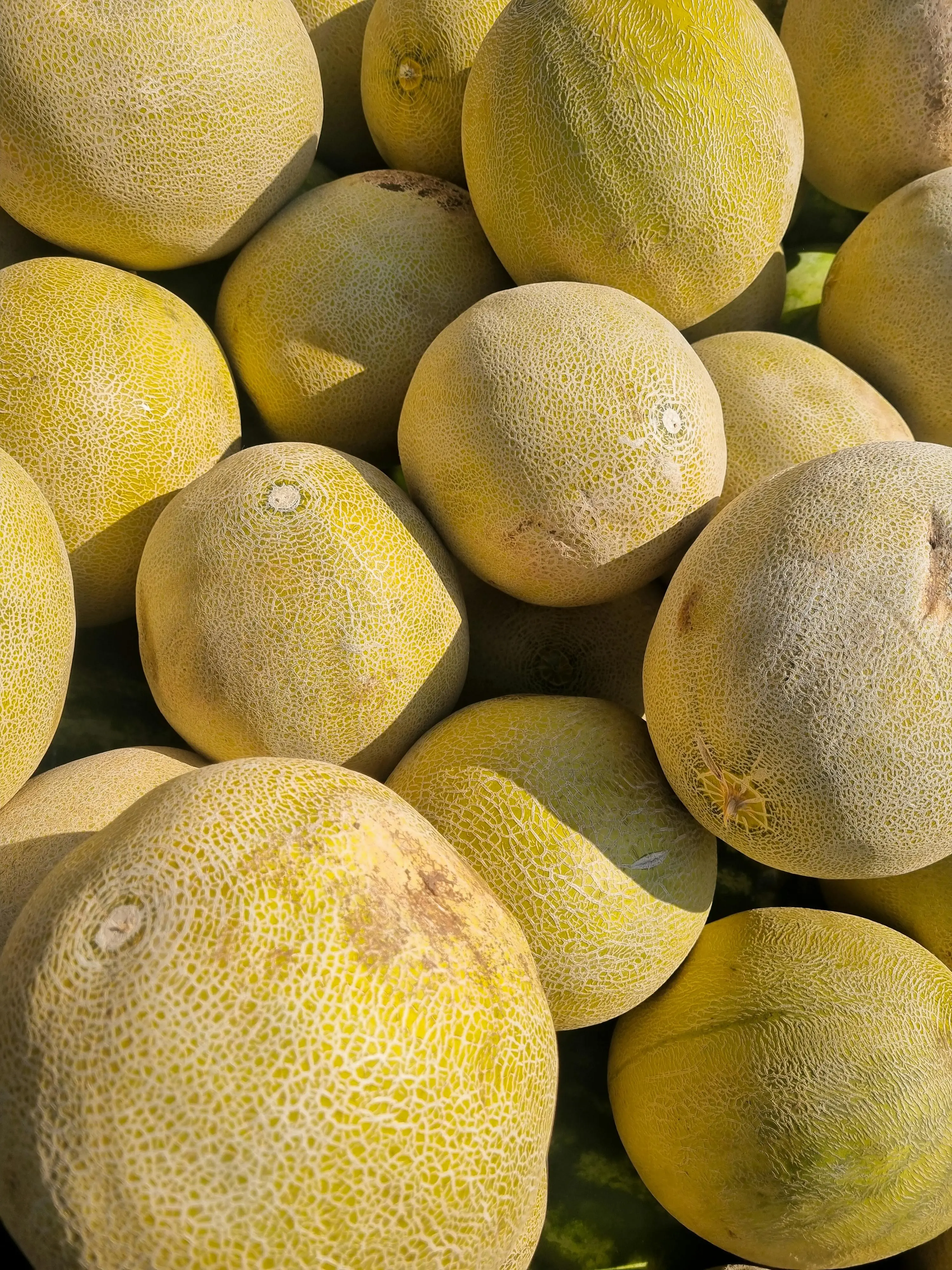 Menilik Masa Depan Budidaya Melon: Dari Lahan Terbuka ke Pertanian Cerdas Terkendali