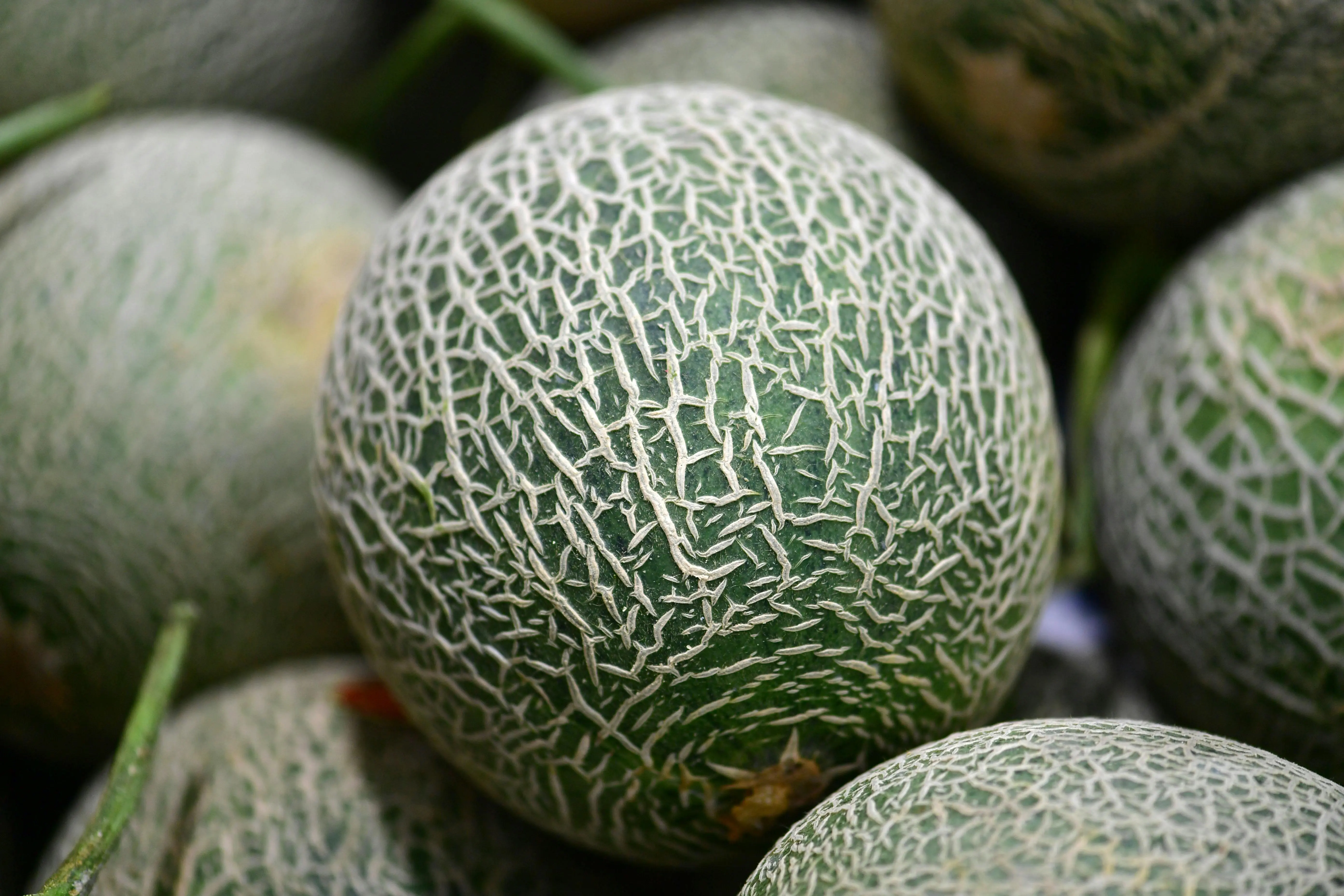 Rahasia Panen Melon Melimpah: Cara Mengatasi Gangguan Patogen dan Serangga