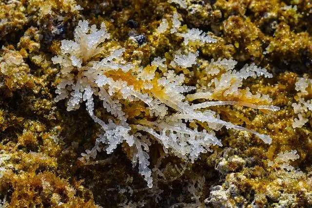 Solusi Hijau dari Kedalaman Samudra: Peran Vital Budidaya Rumput Laut bagi Kualitas Air