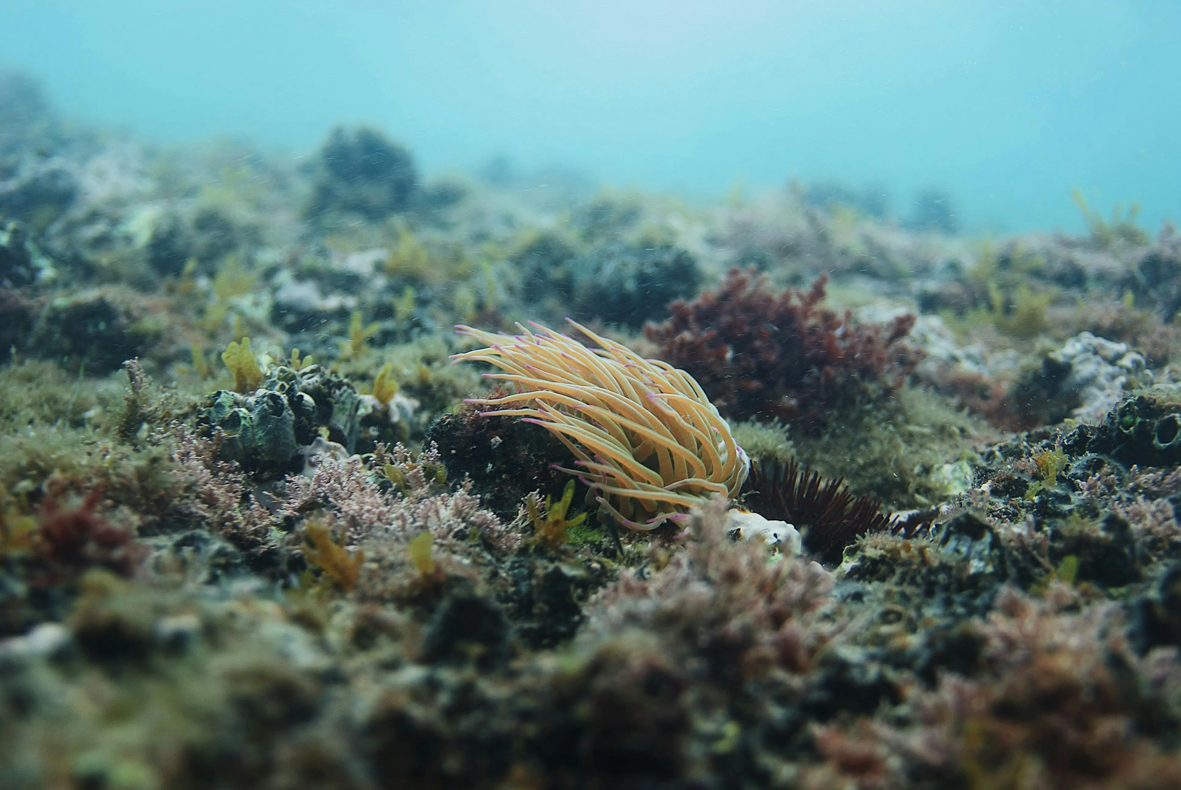Hutan Bawah Laut: Rahasia Rumput Laut dalam Menjaga Keseimbangan Samudra