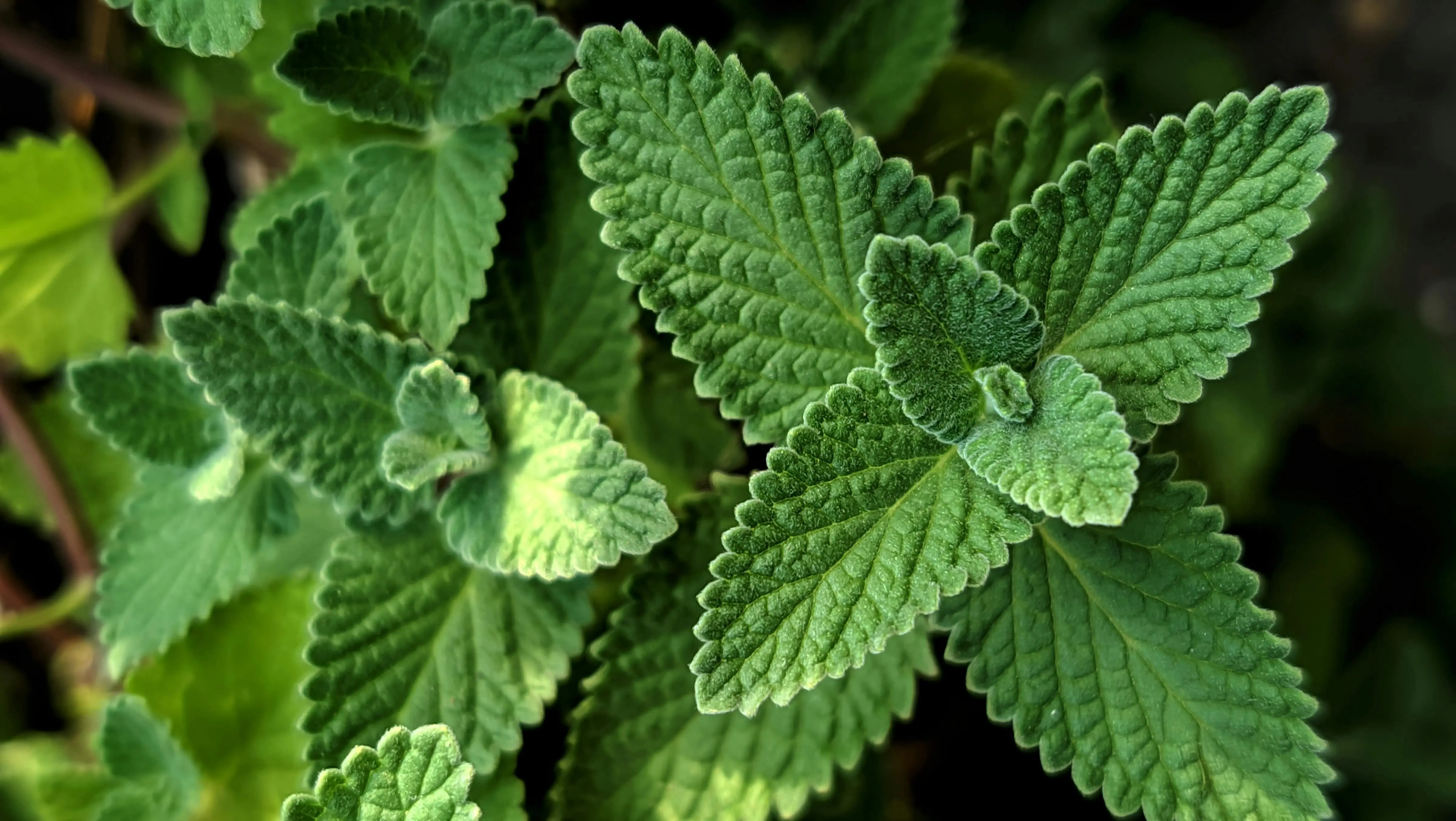 Keajaiban Mentha: Manfaat Tersembunyi Daun Mint untuk Kesehatan Kulit Anda