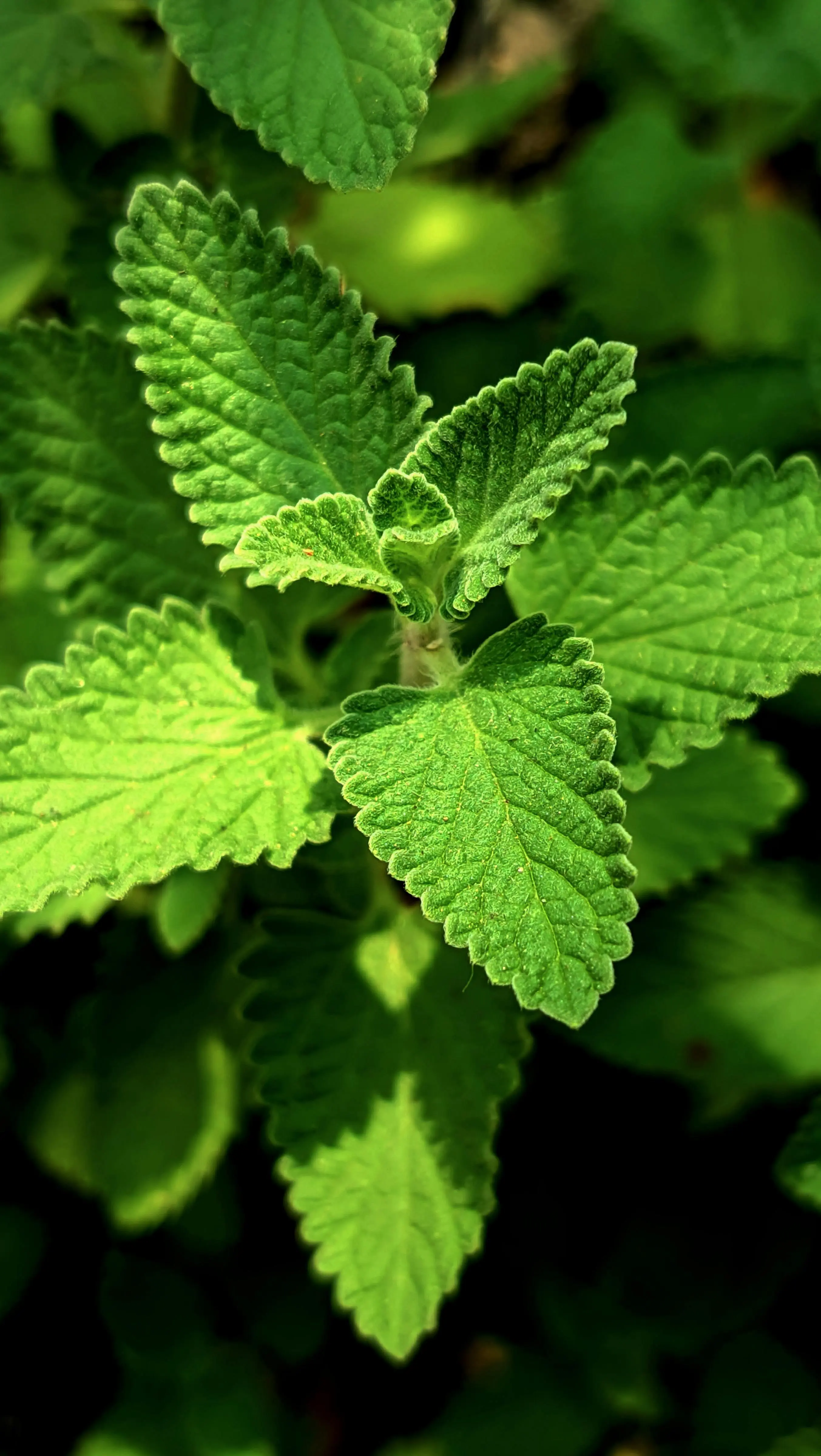 Lebih dari Sekadar Aroma, Ini Alasan Produk Relaksasi Wajib Mengandung Ekstrak Mint