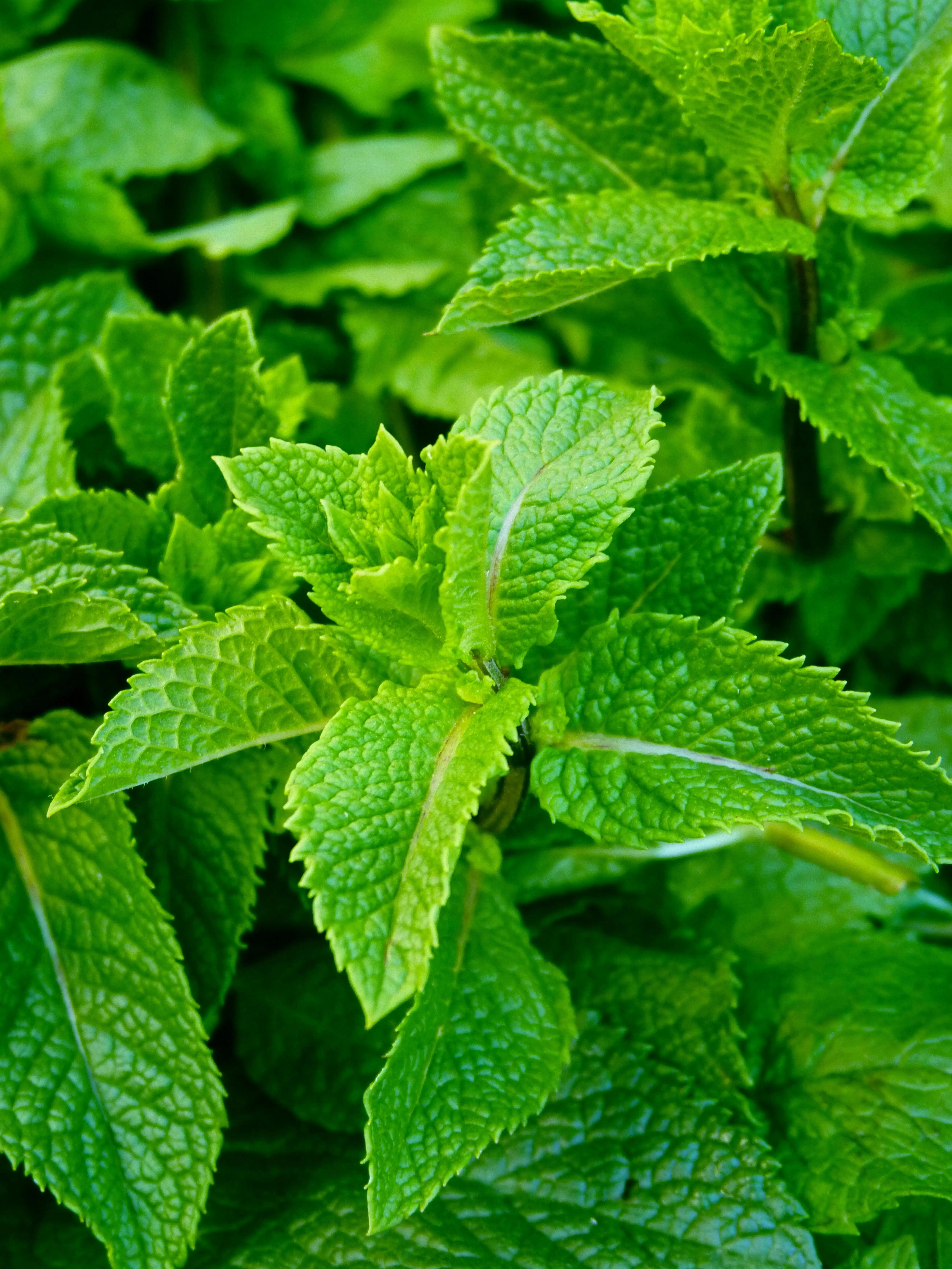 Perbandingan Mendalam Peppermint dan Spearmint: Mana yang Jadi Jawaban Masalah Kulit Anda?
