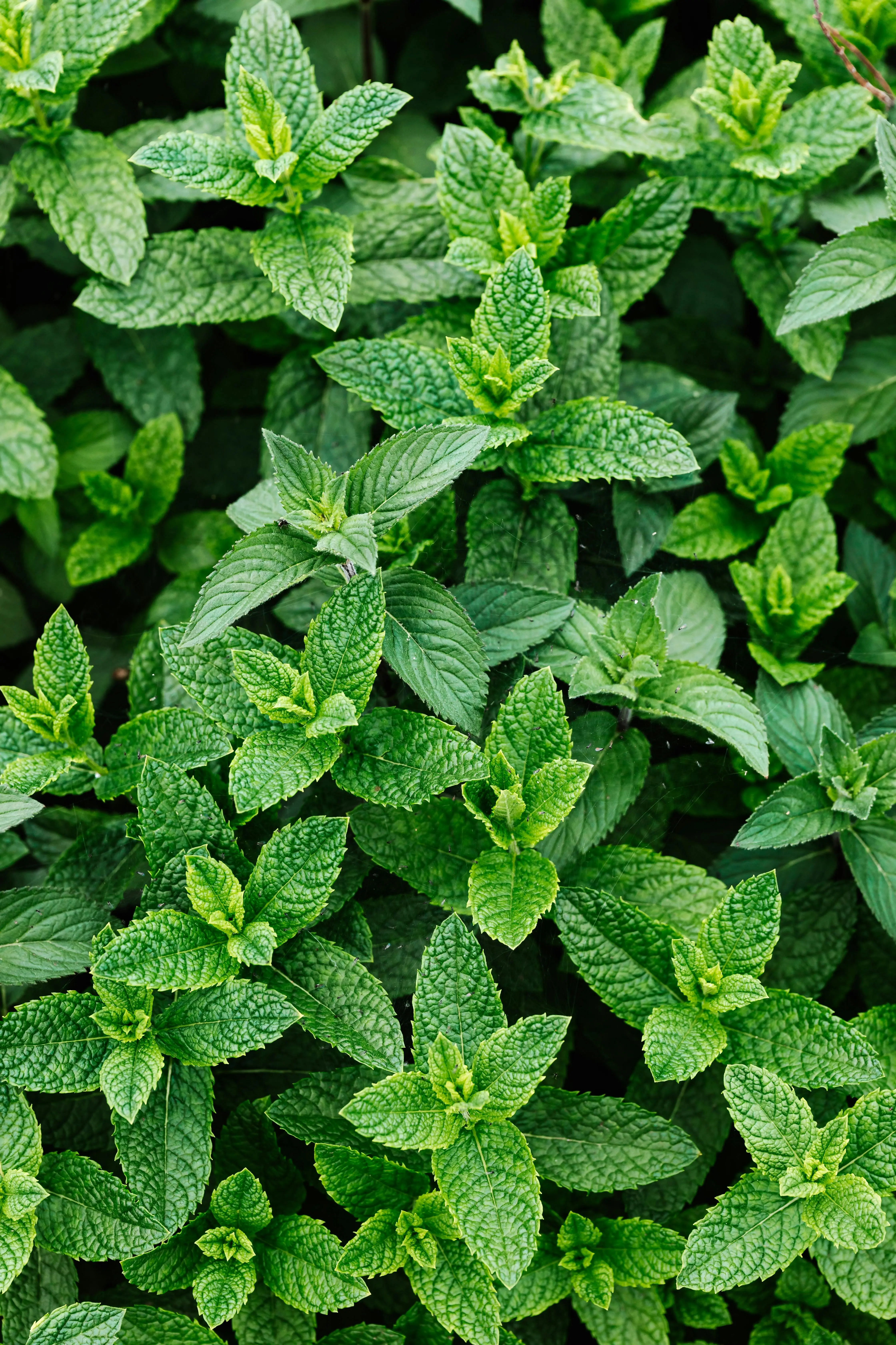 Bukan Sekadar Penghias Minuman, Daun Mint Ternyata Ampuh Membantu Redakan Stres secara Alami