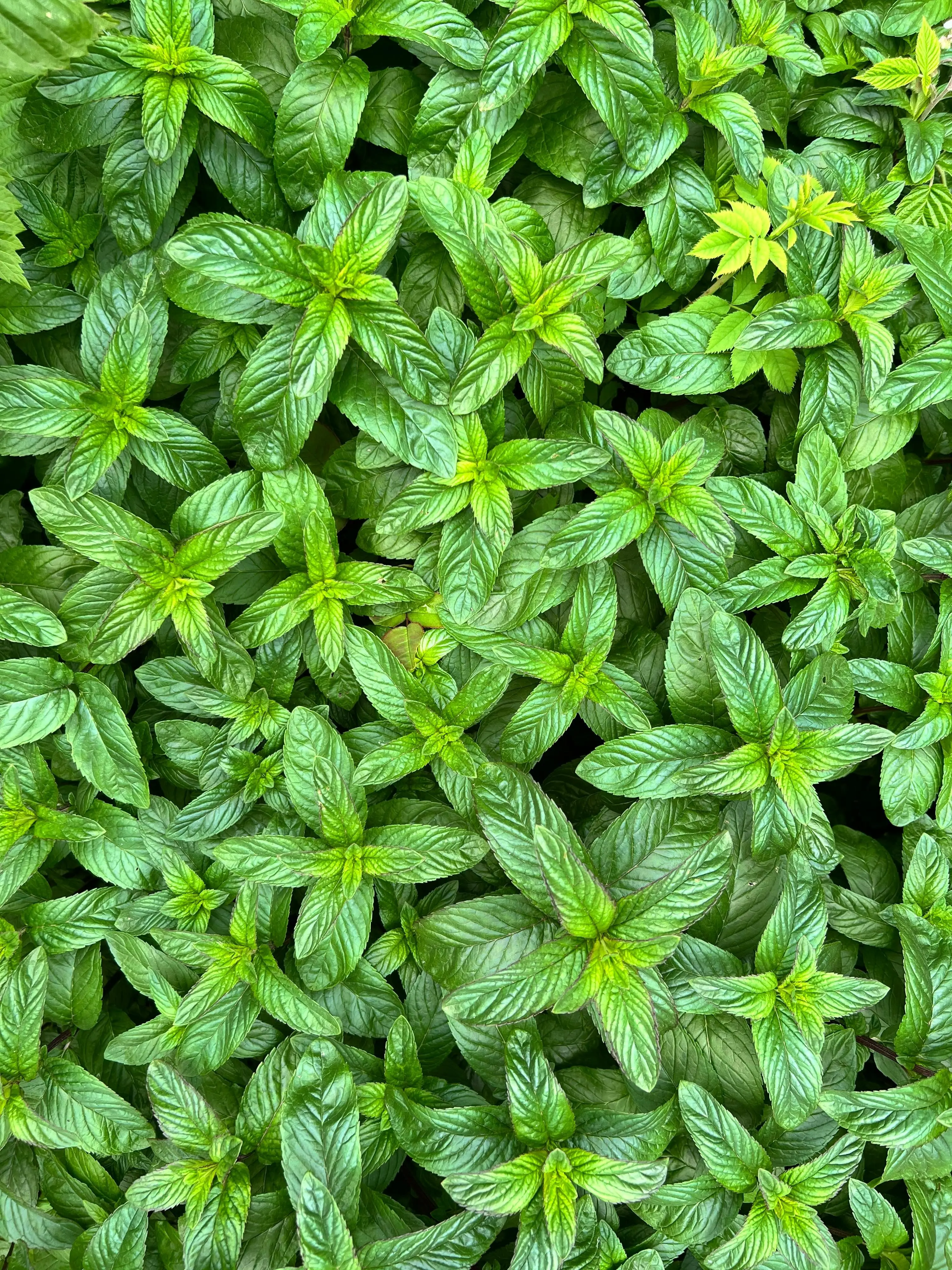 Rahasia Rambut Tebal dan Anti Ketombe: Intip 4 Manfaat Ajaib Daun Mint yang Harus Diketahui