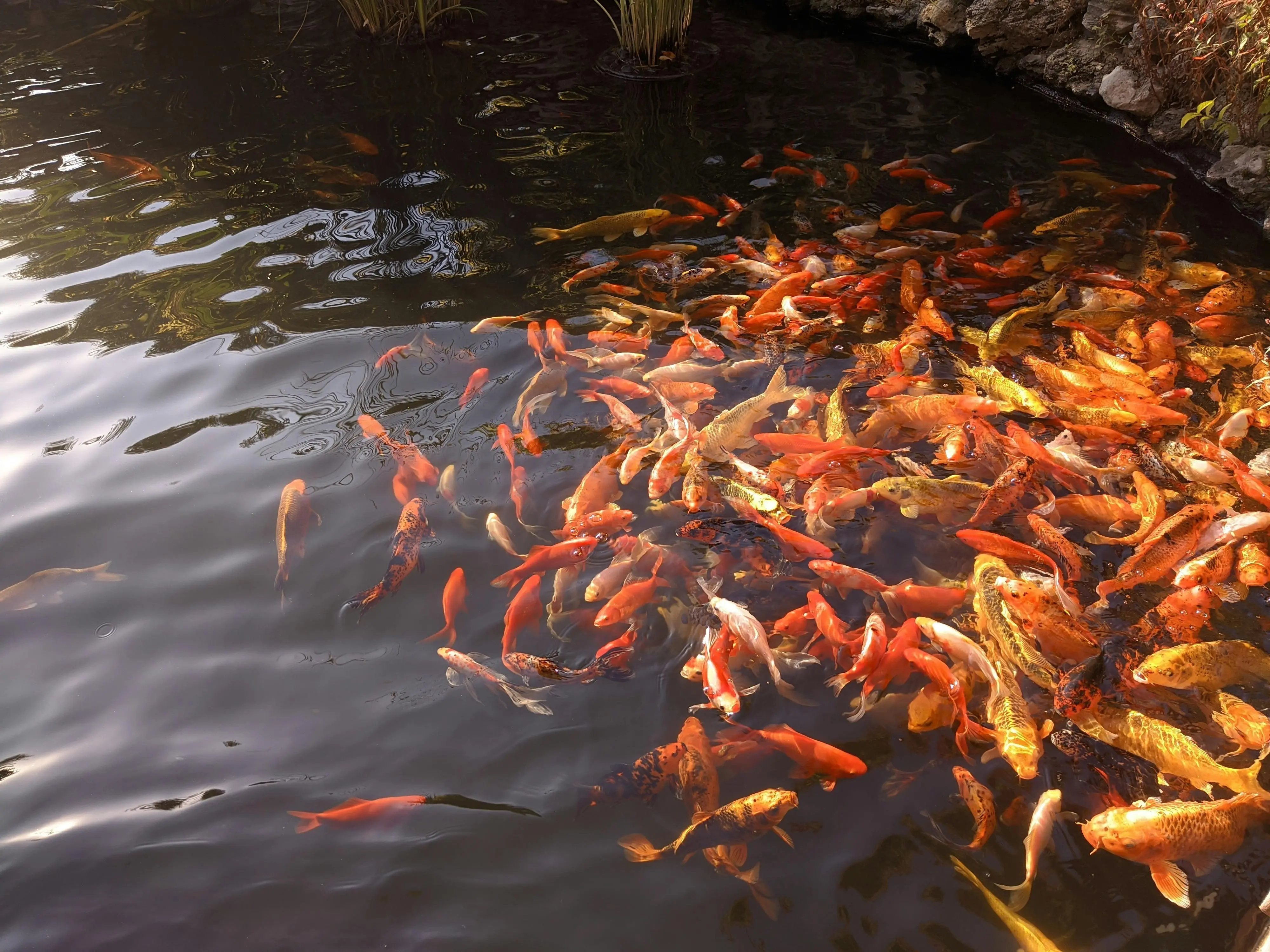 Peran Strategis Ikan Air Tawar dalam Evolusi Diet Mediterania Modern