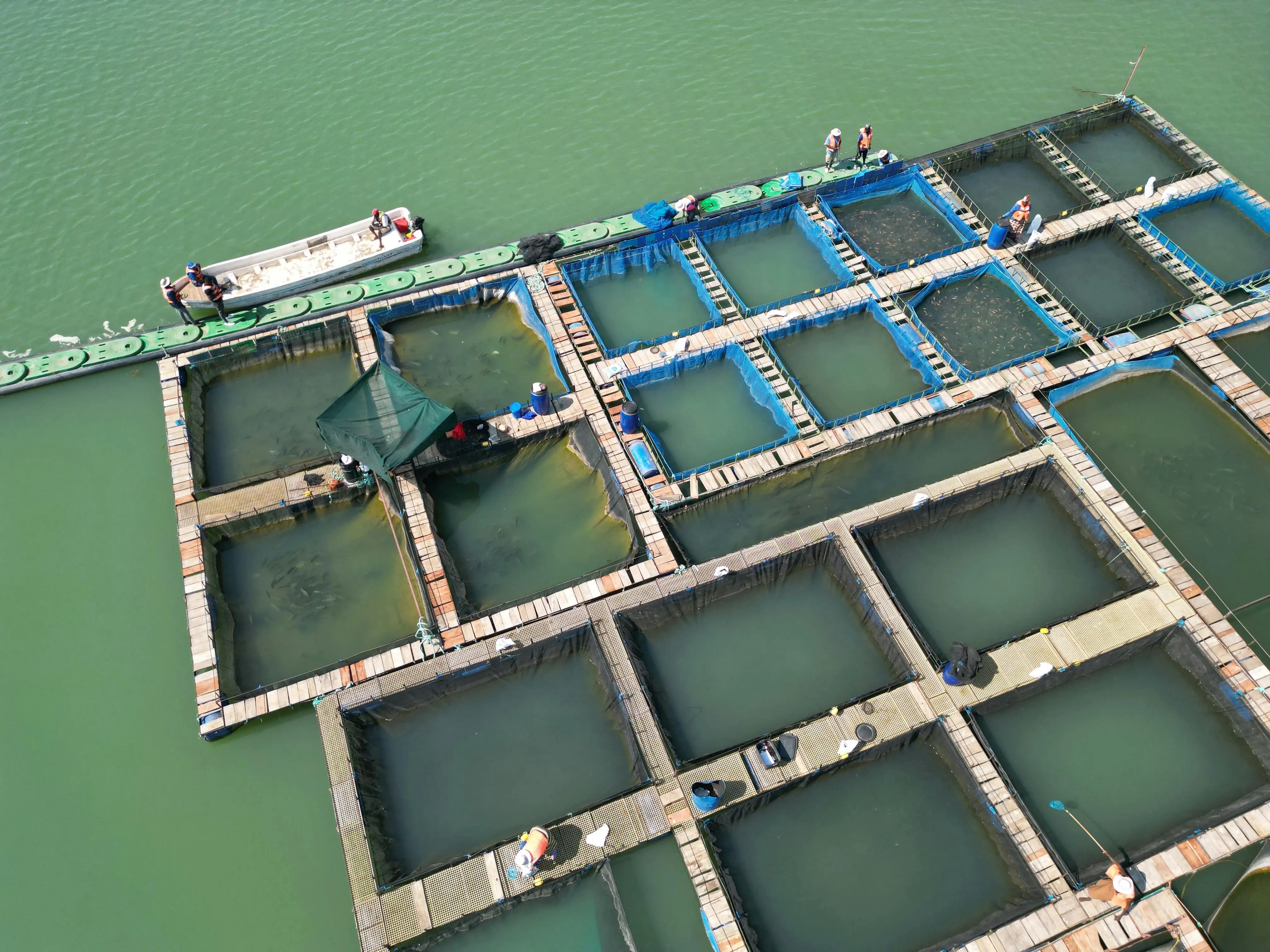 Ancaman Tersembunyi di Perairan: Mengapa Kualitas Air Adalah Kunci Produktivitas Ikan